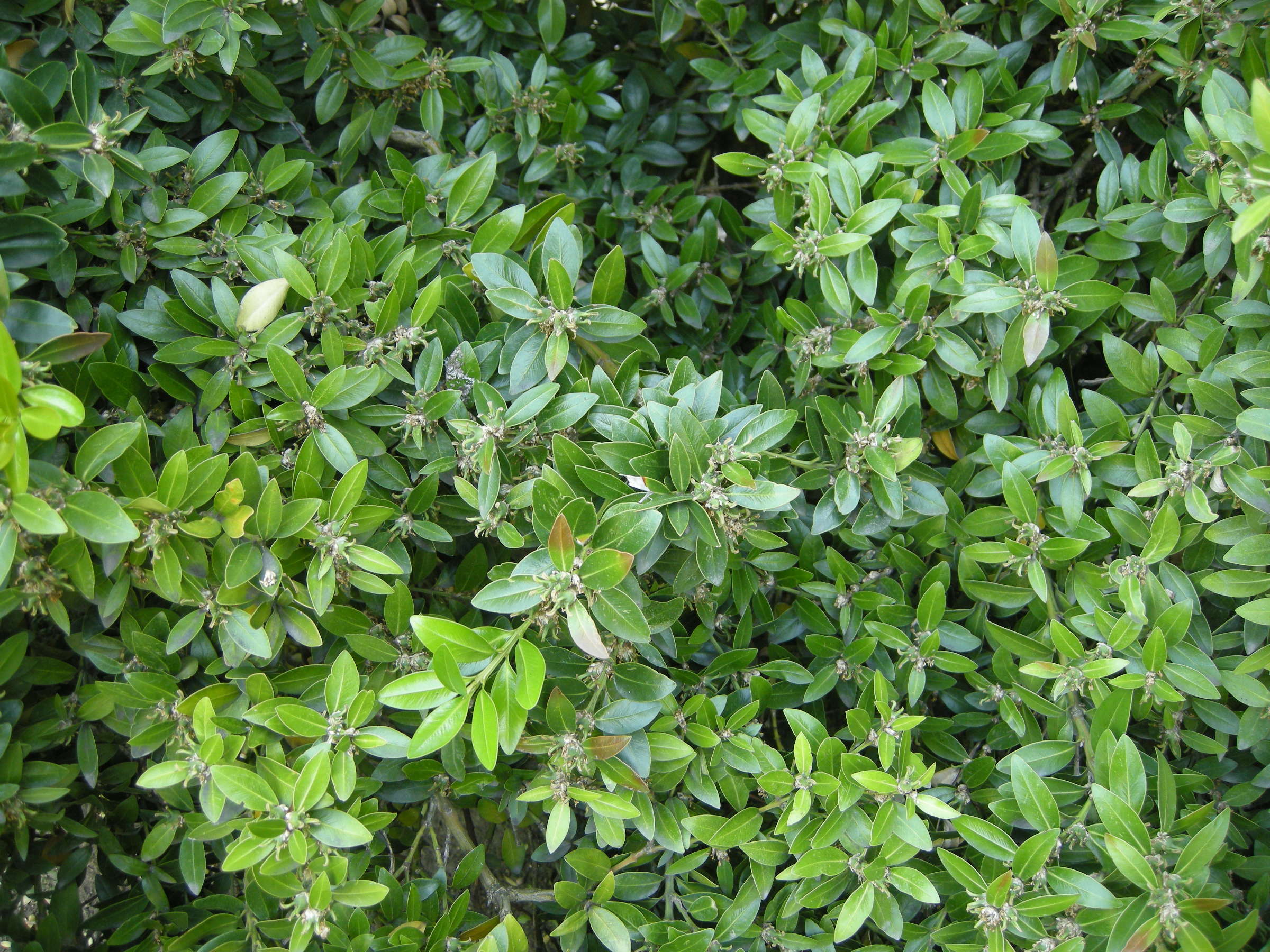 buxus_balearica1md