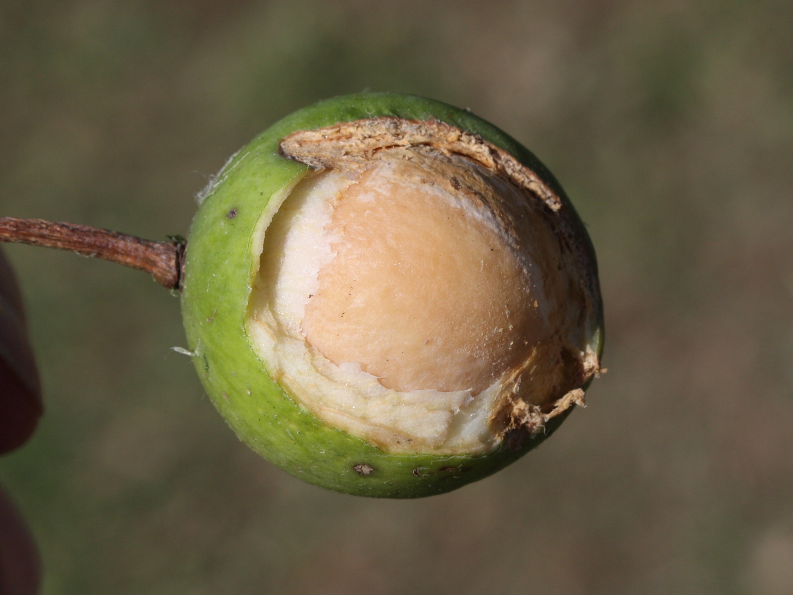 calophyllum_inophyllum5md