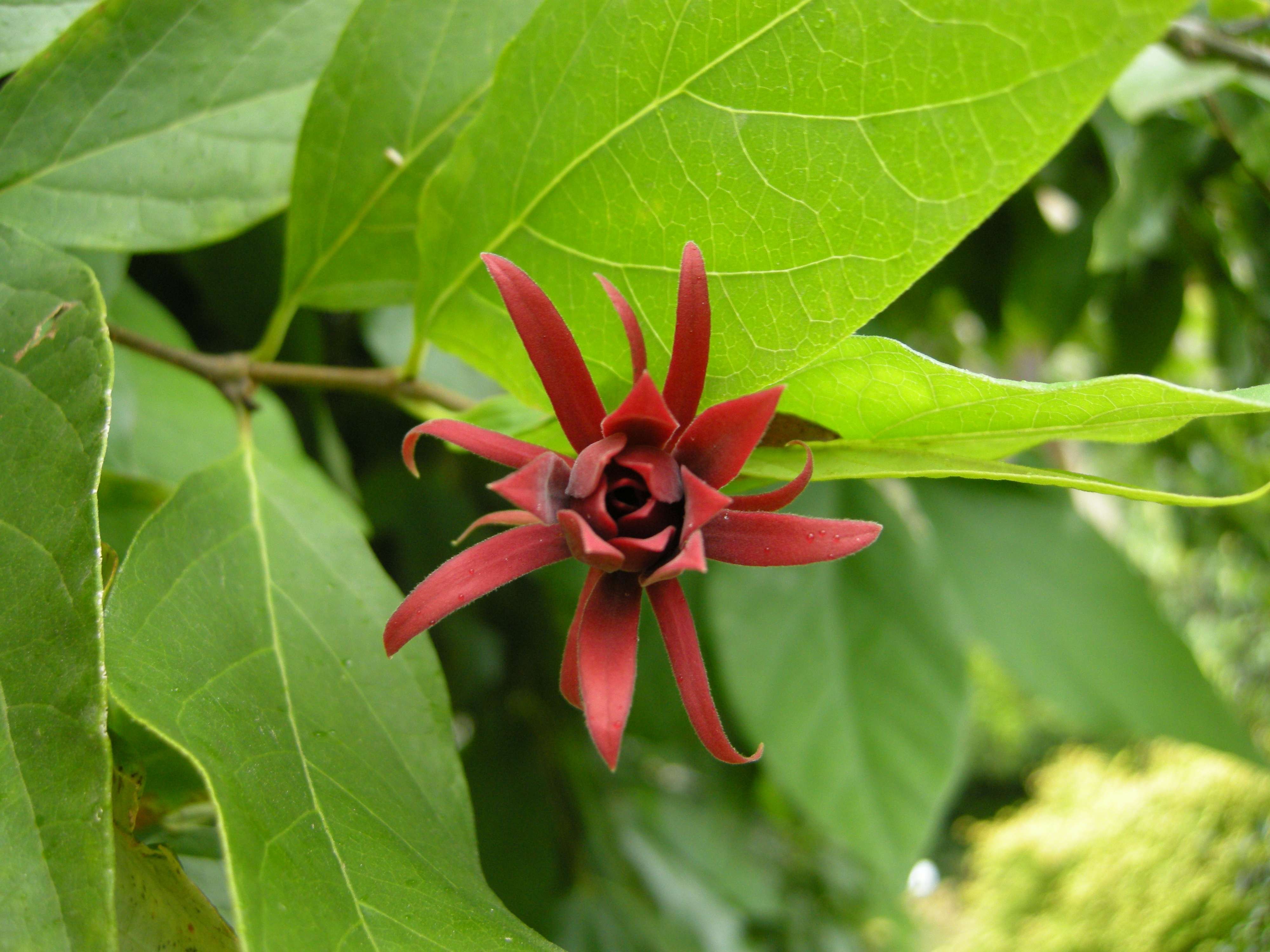 calycanthus_floridus4bd