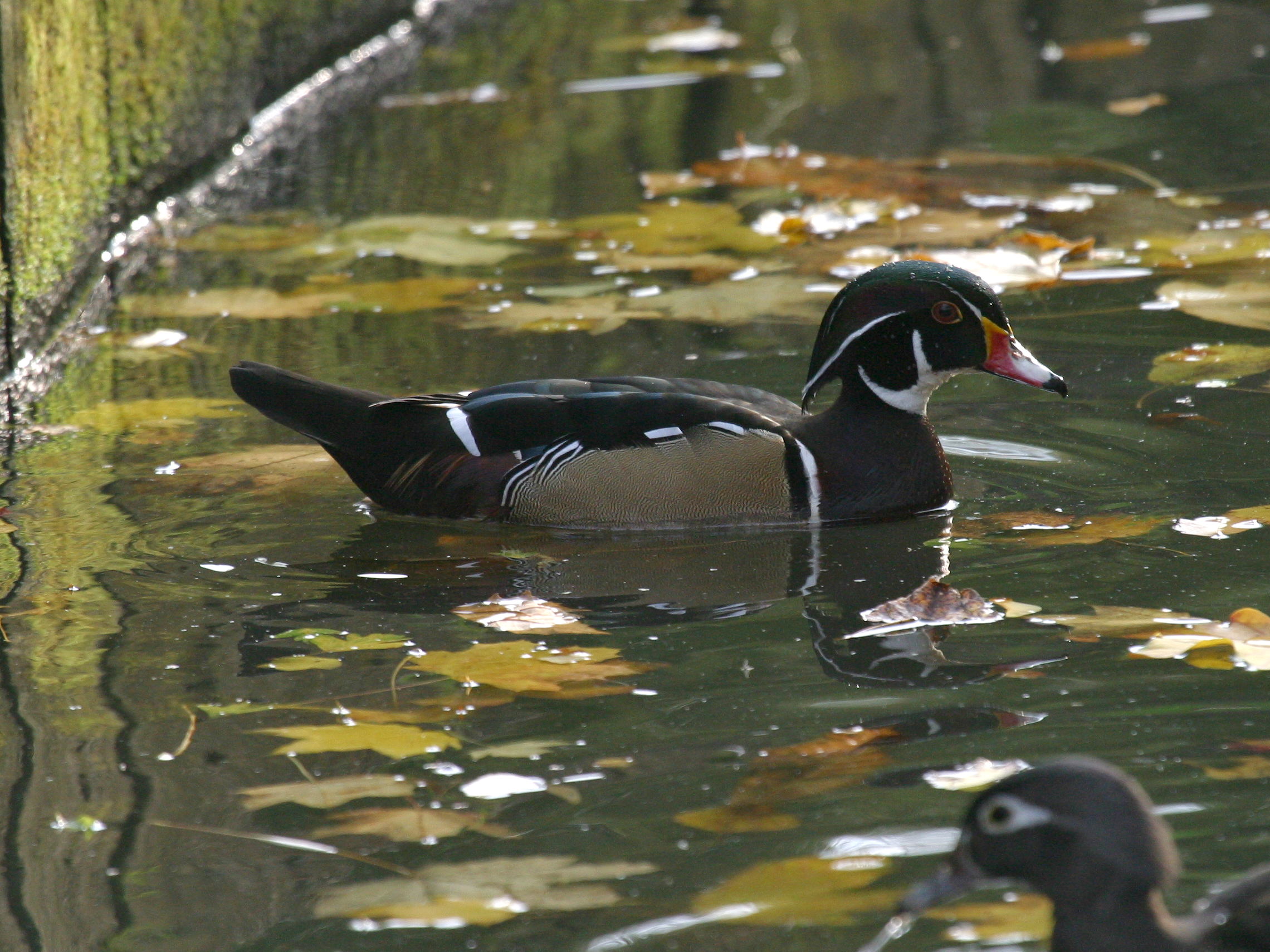 canard_carolin_-_aix_sponsa6bd