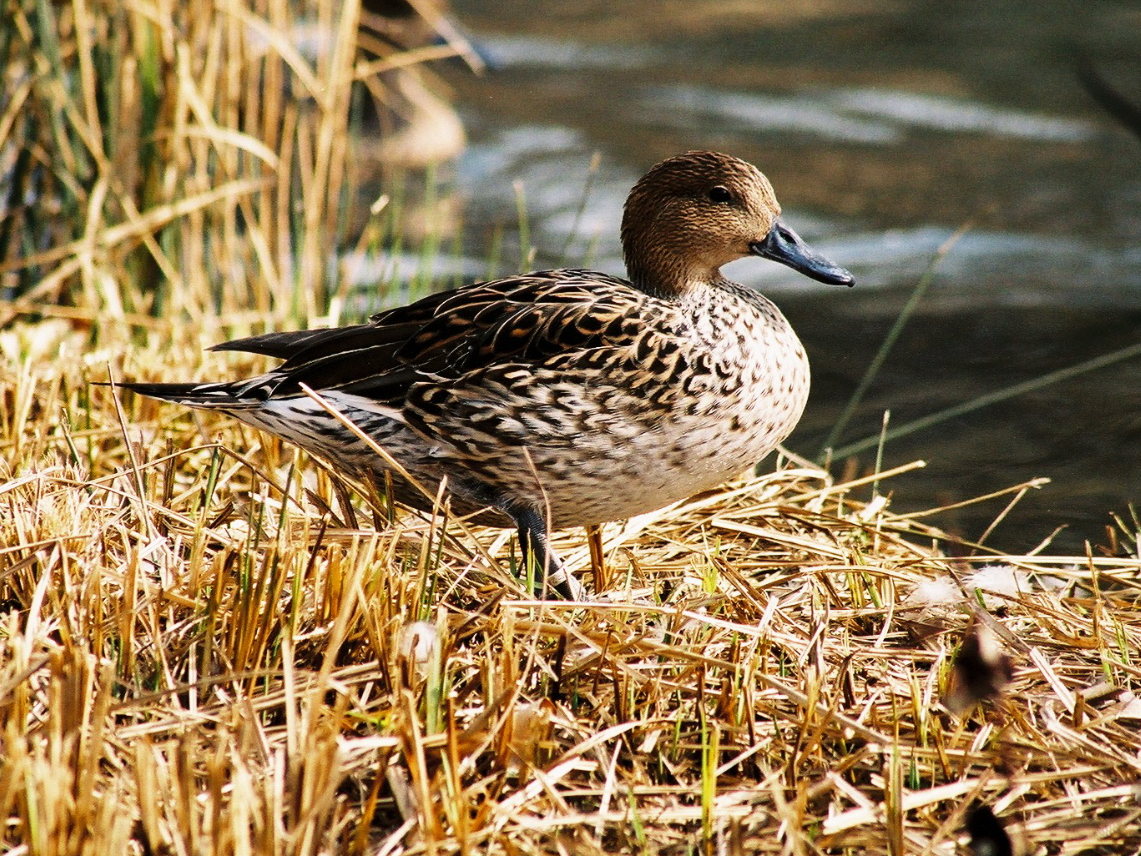 canard_pilet_-_anas_acuta3bd