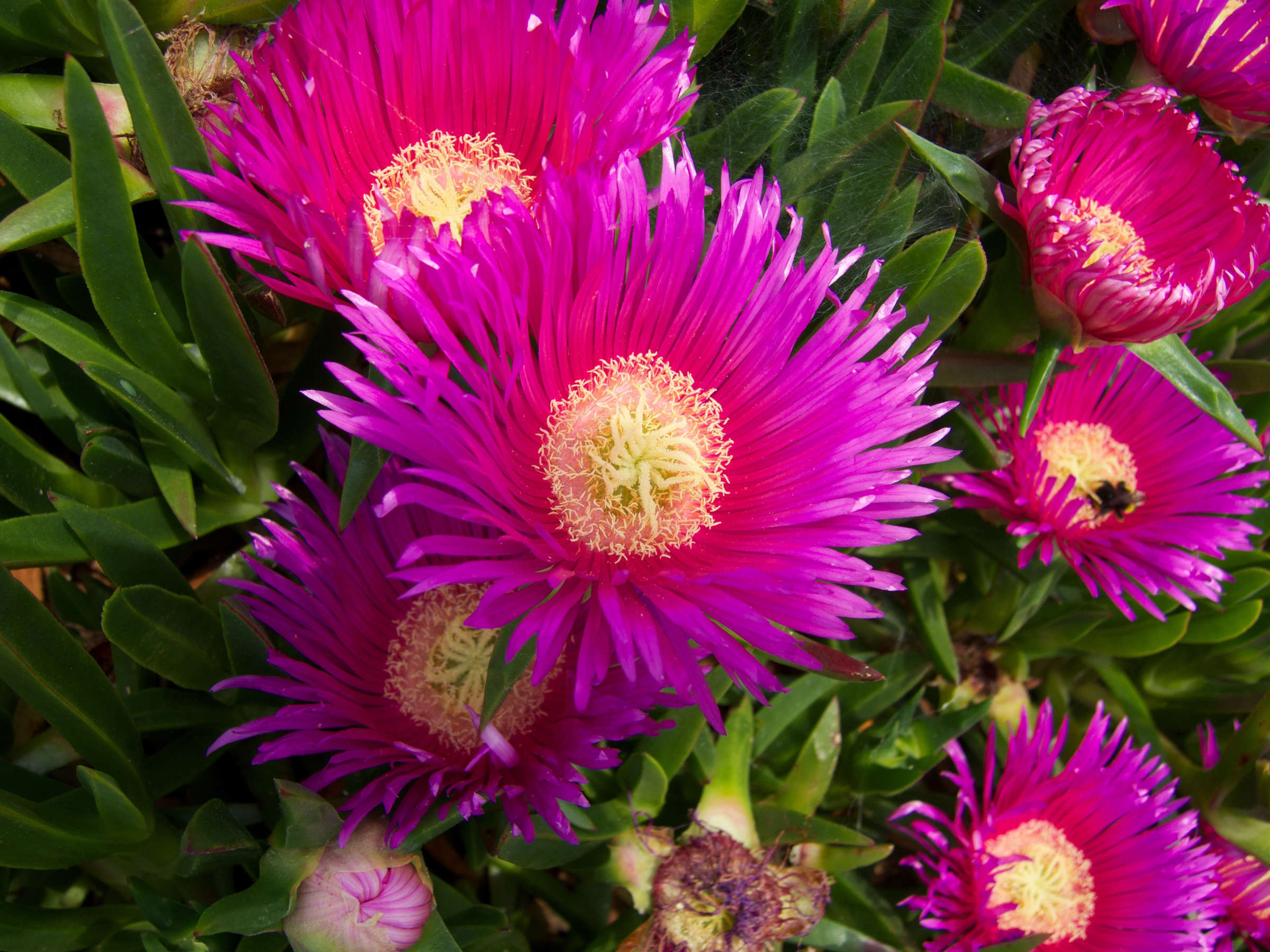 Afficher le média Carpobrotus_edulis Carpobrotus_edulis