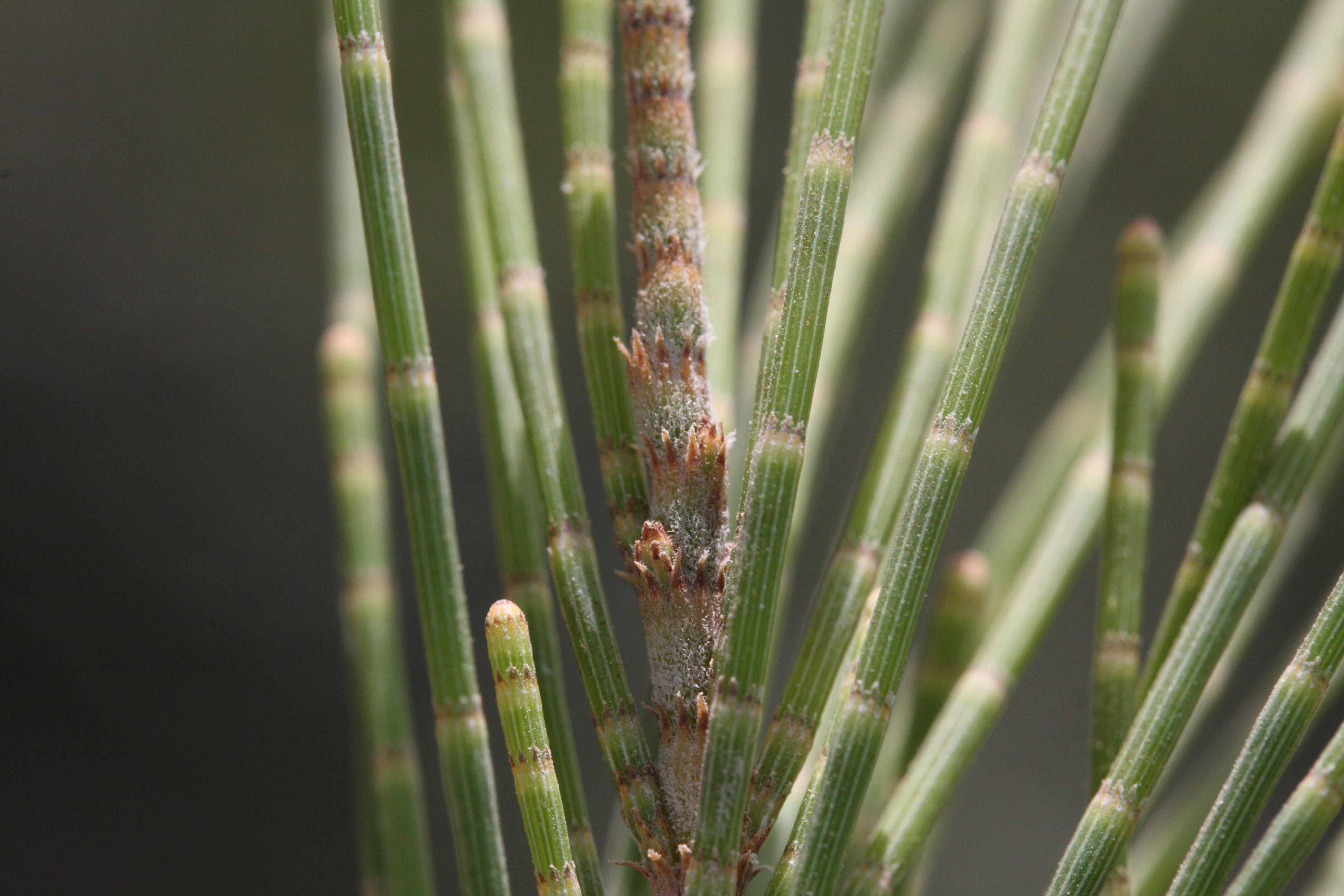 Afficher le média casuarina_cunninghamiana5md casuarina_cunninghamiana5md