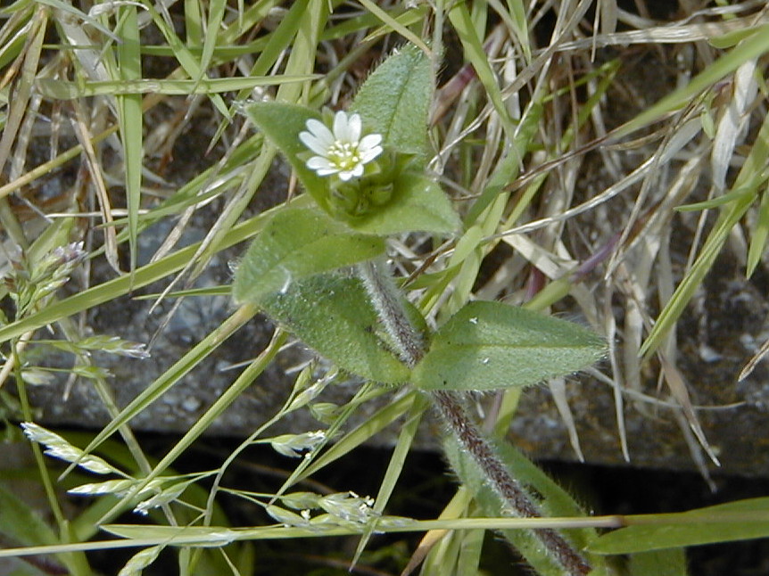 cerastium_semidecandrum1md