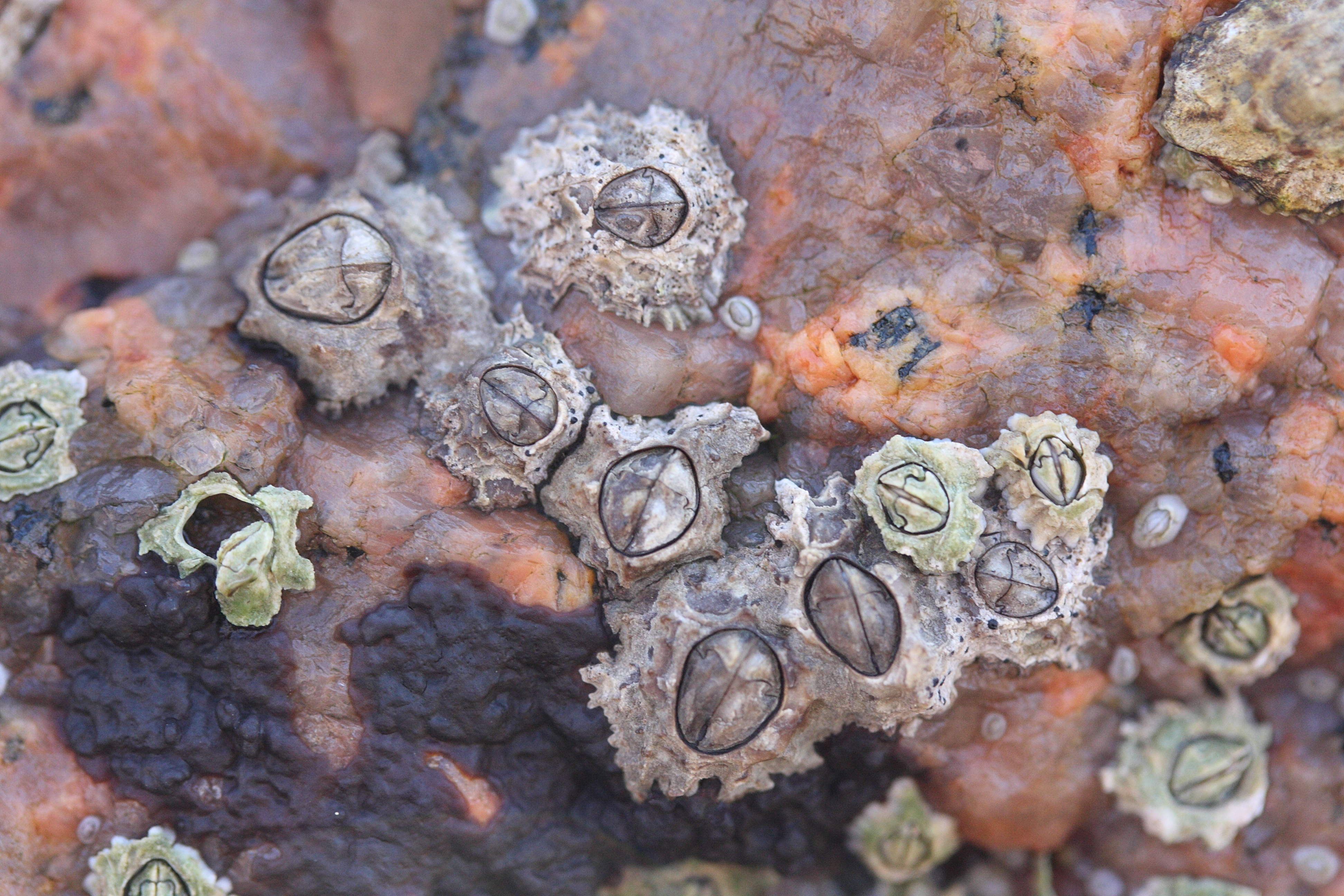 chthamalus_stellatus1md