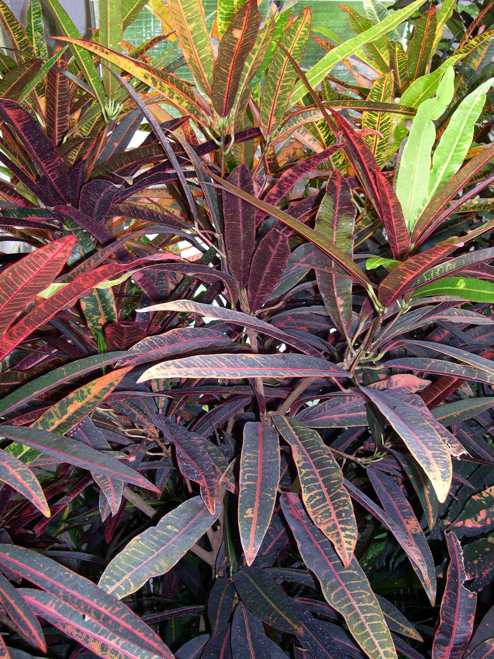 codiaeum_variegatum4md