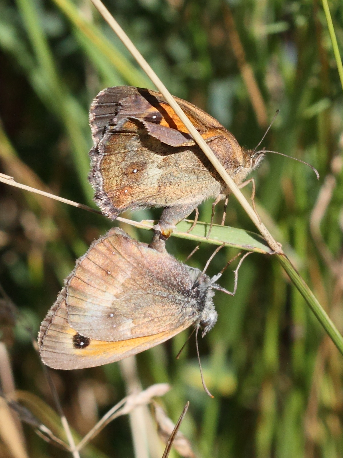 coenonympha_pamphilus5md