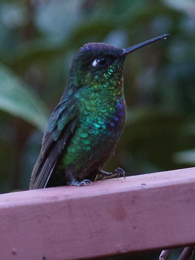 colibri_insigne_-_panterpe_insignis1bd