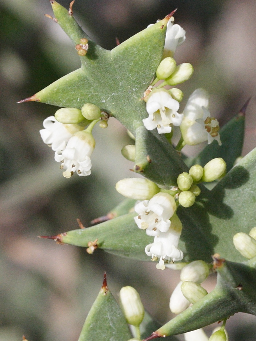 Colletia_paradoxa