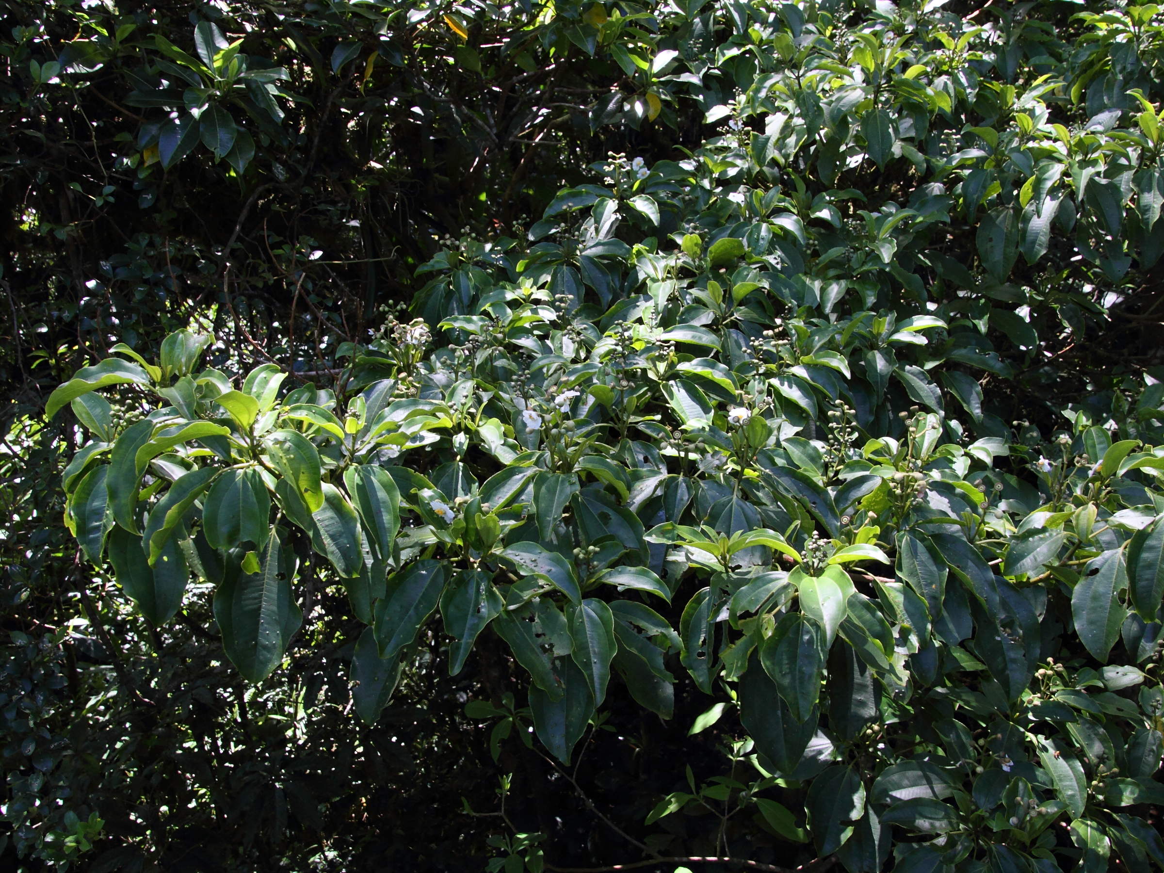 Afficher le média conostegia_oerstediana1md conostegia_oerstediana1md