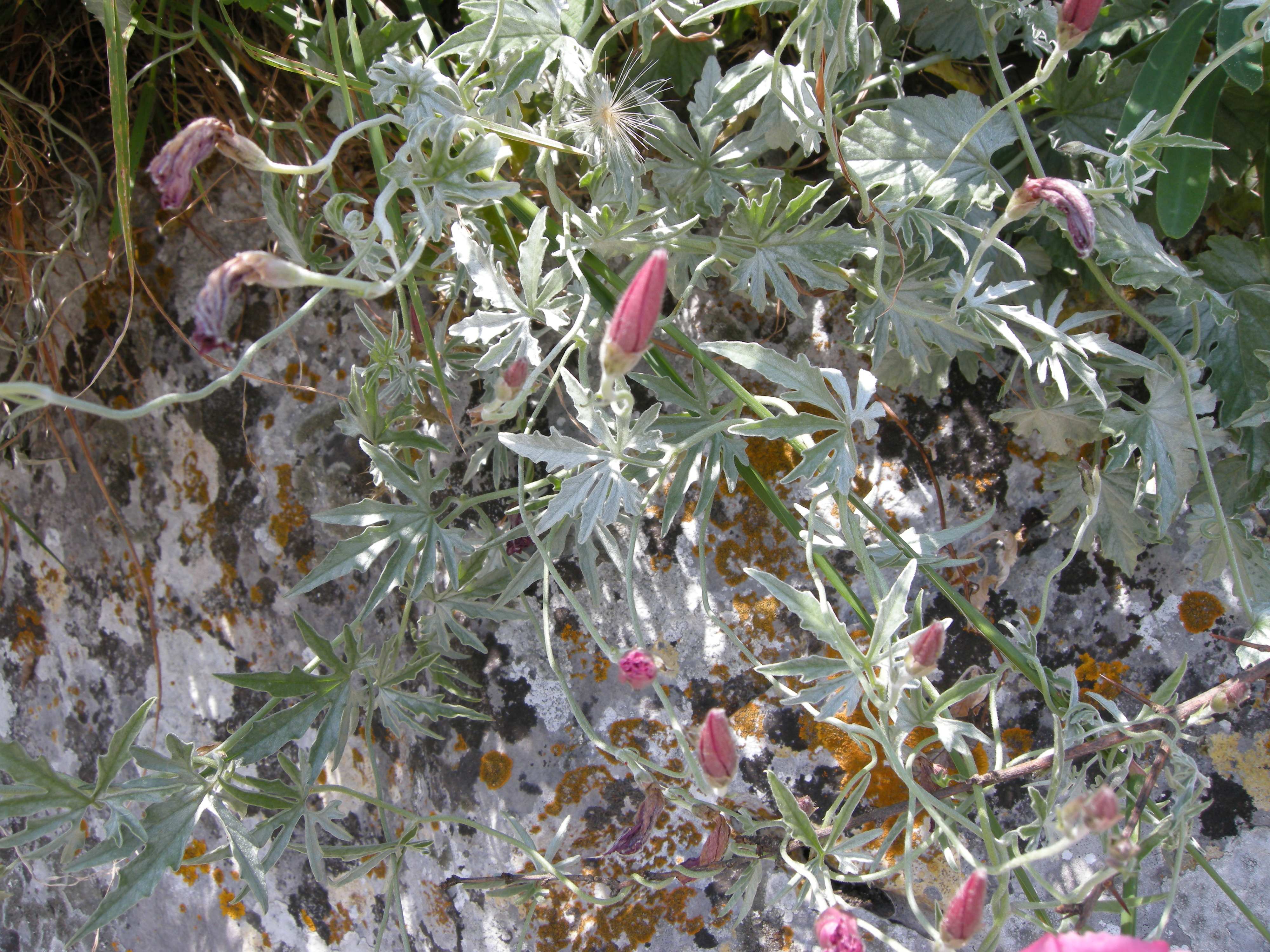 Convolvulus_althaeoides