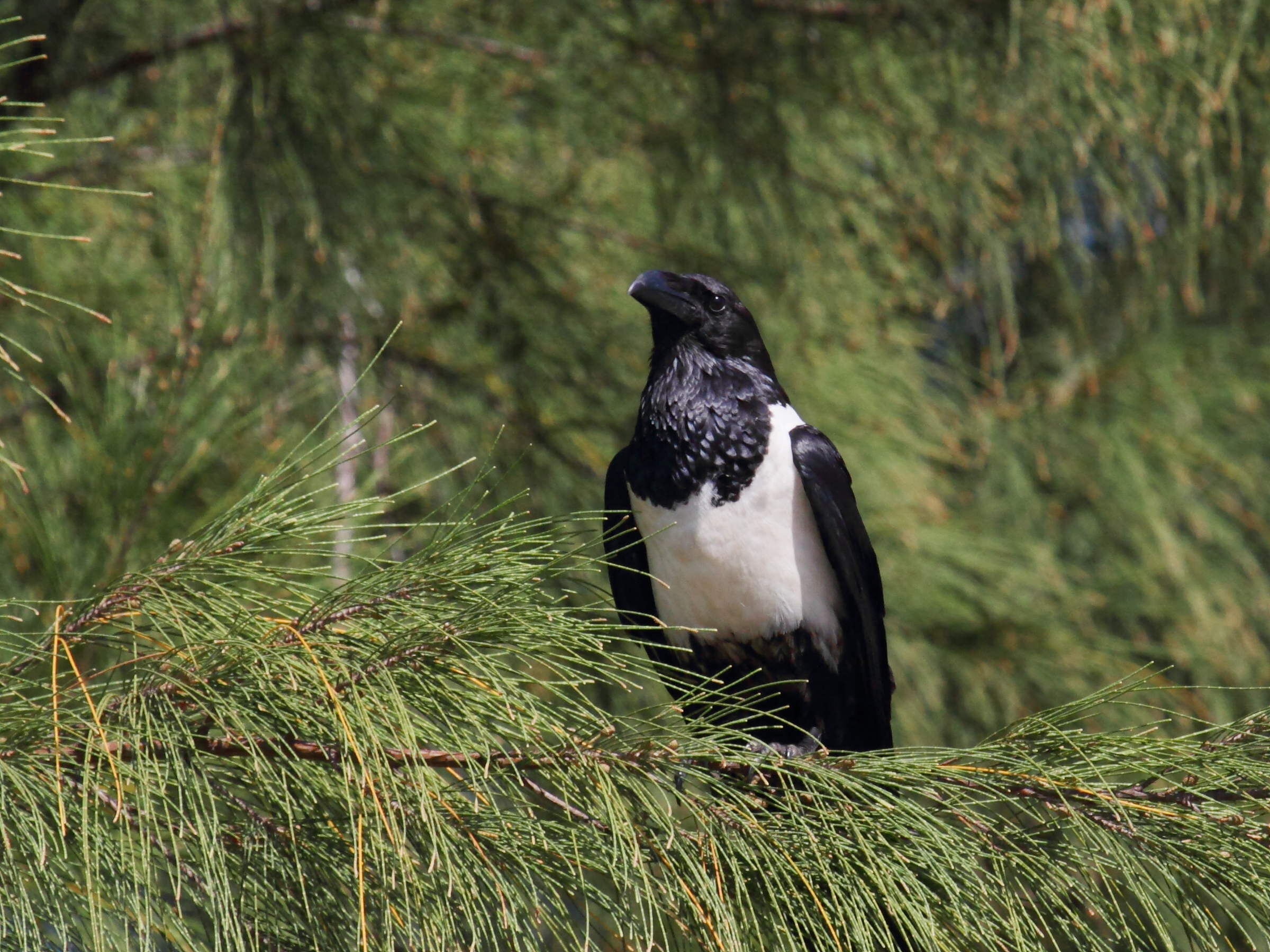 corbeau_pie_-_corvus_albus1bd