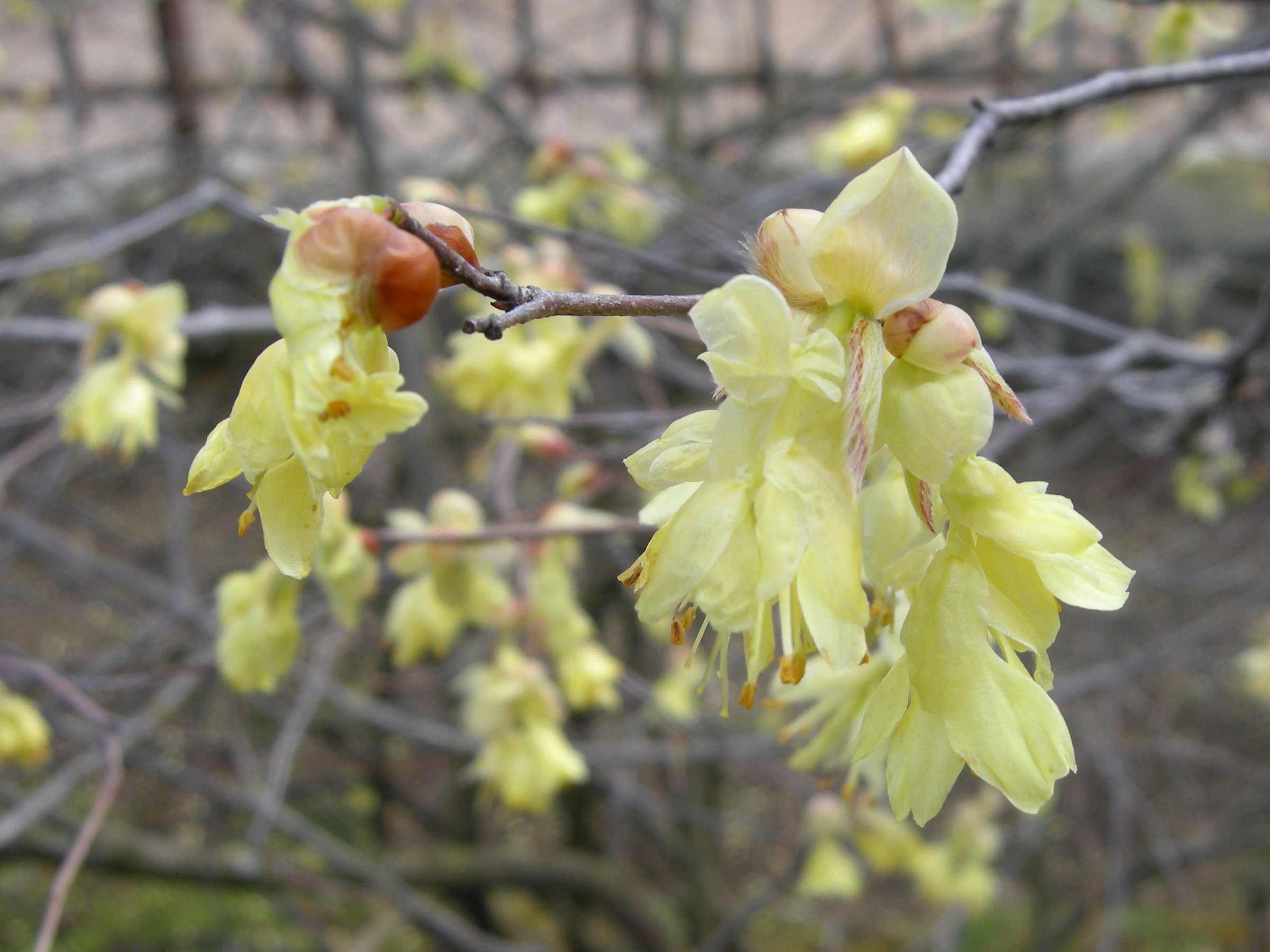 Afficher le média corylopsis_pauciflora1md corylopsis_pauciflora1md