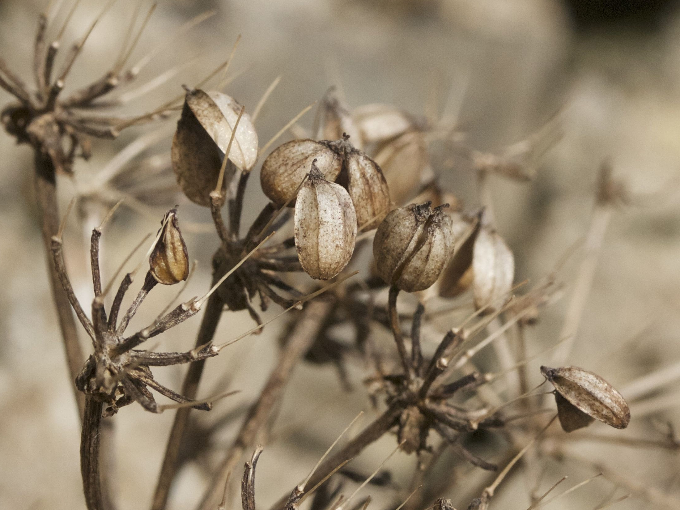 crithmum_maritimum7md