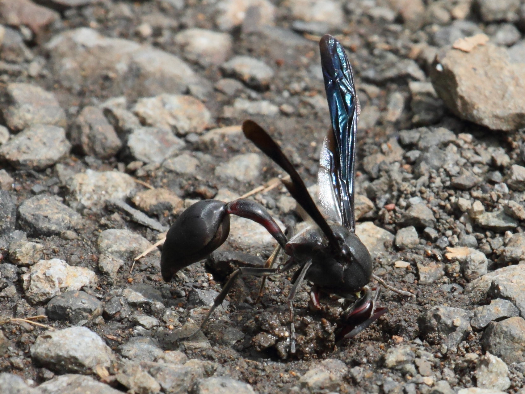 delta_emarginatum3bd