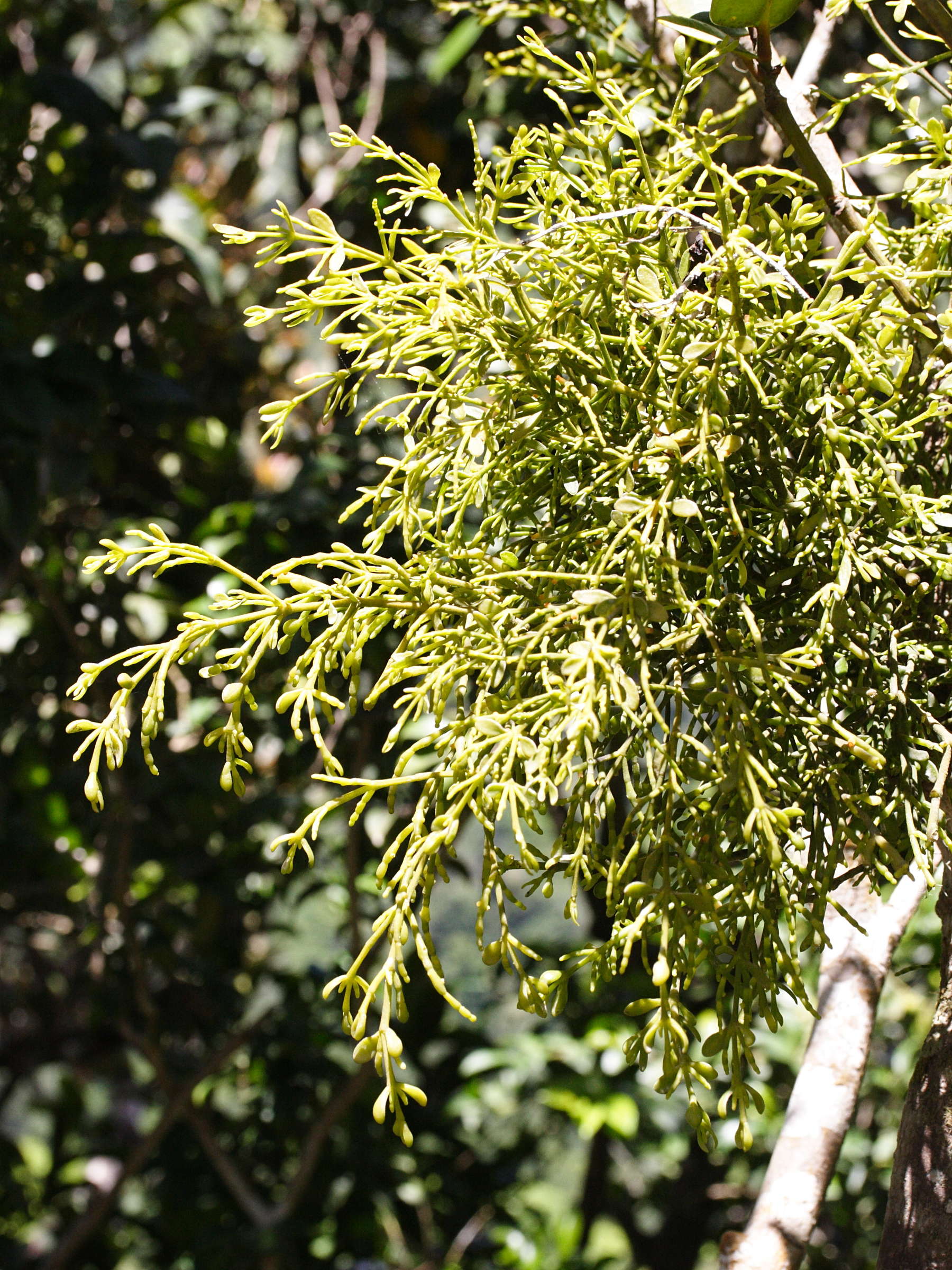 dendrophtora_macrostachya1md