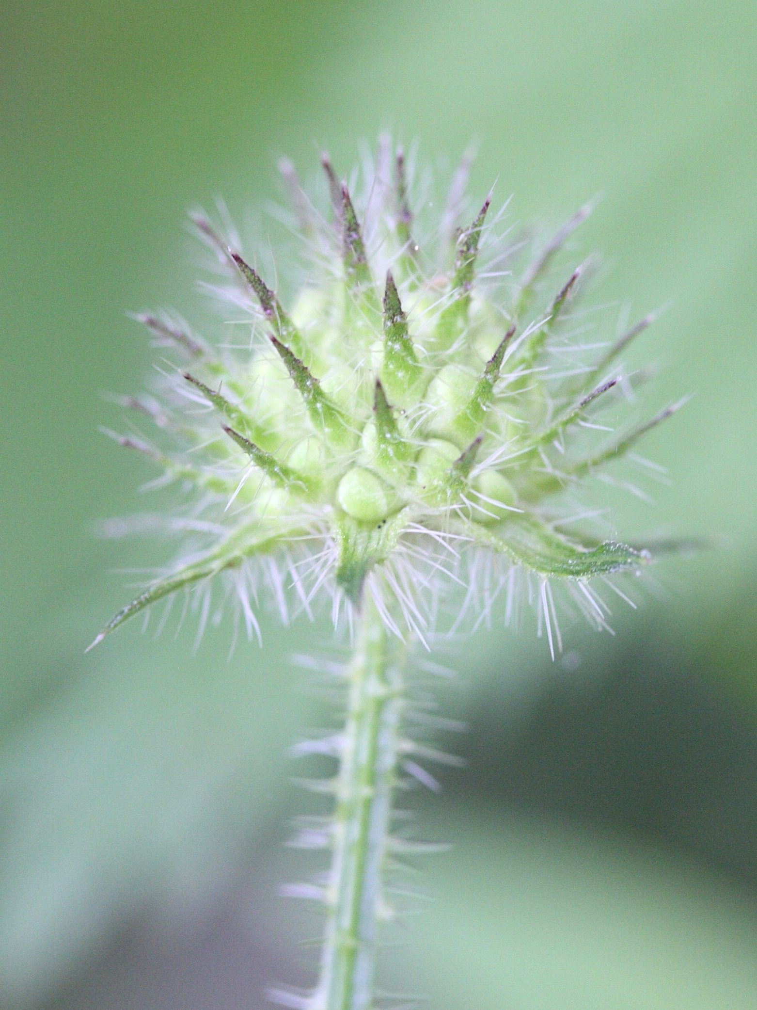 dipsacus_pilosus3md
