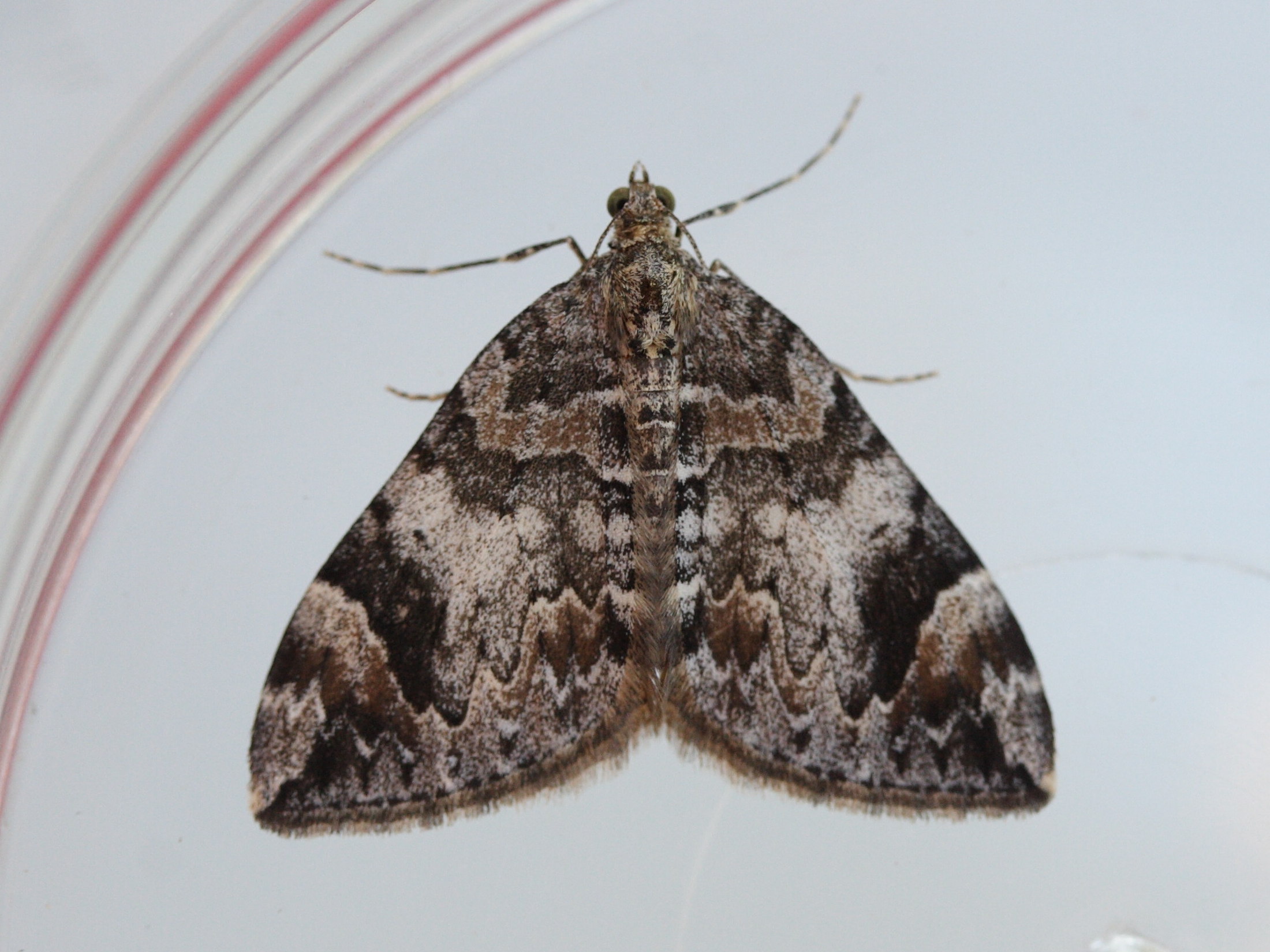 dysstroma_citrata1md