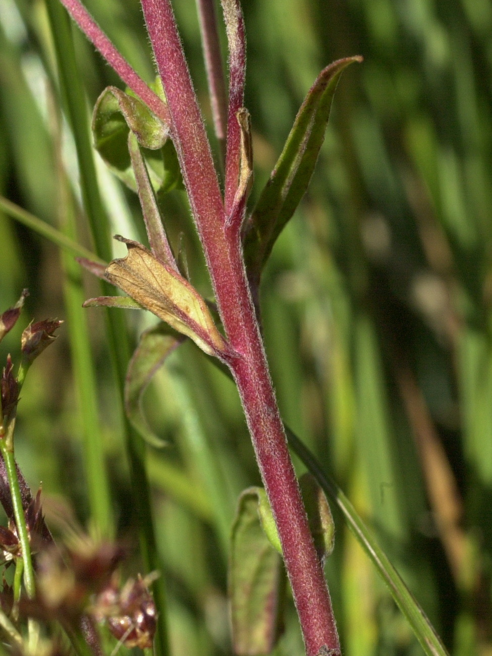Afficher le média epilobium_palustre5md epilobium_palustre5md