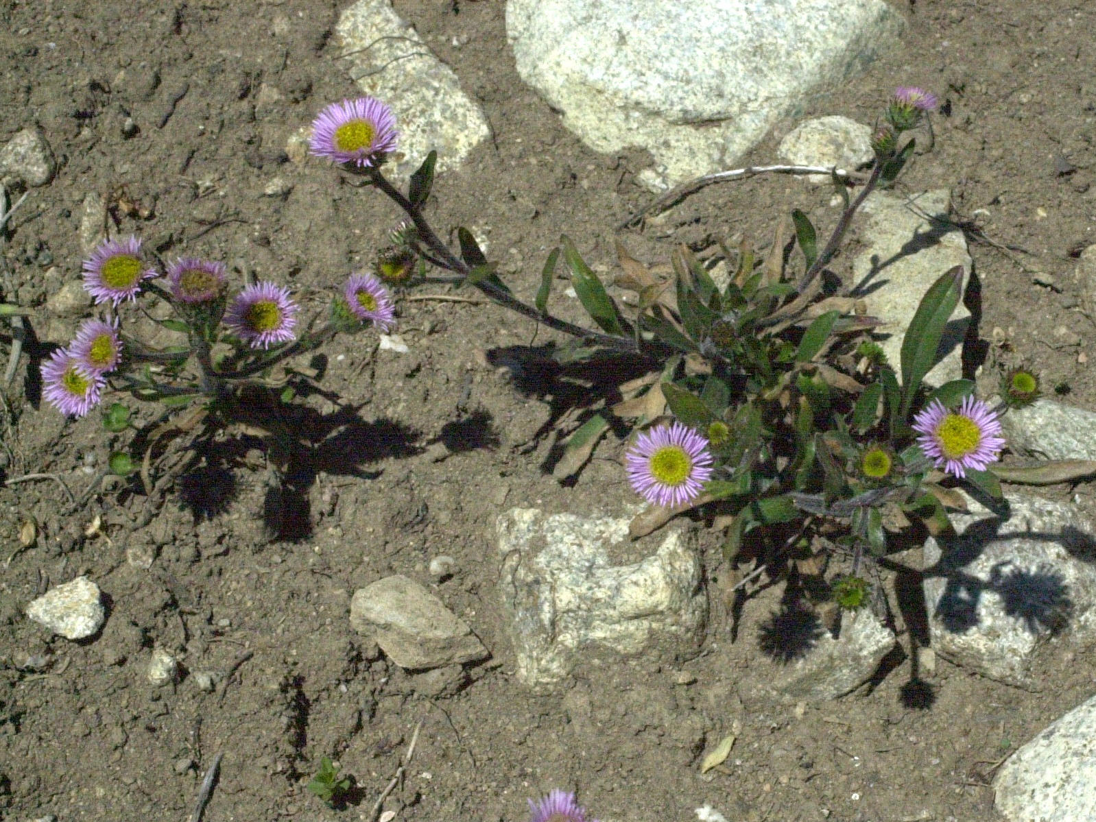 Afficher le média erigeron_alpinus1md erigeron_alpinus1md