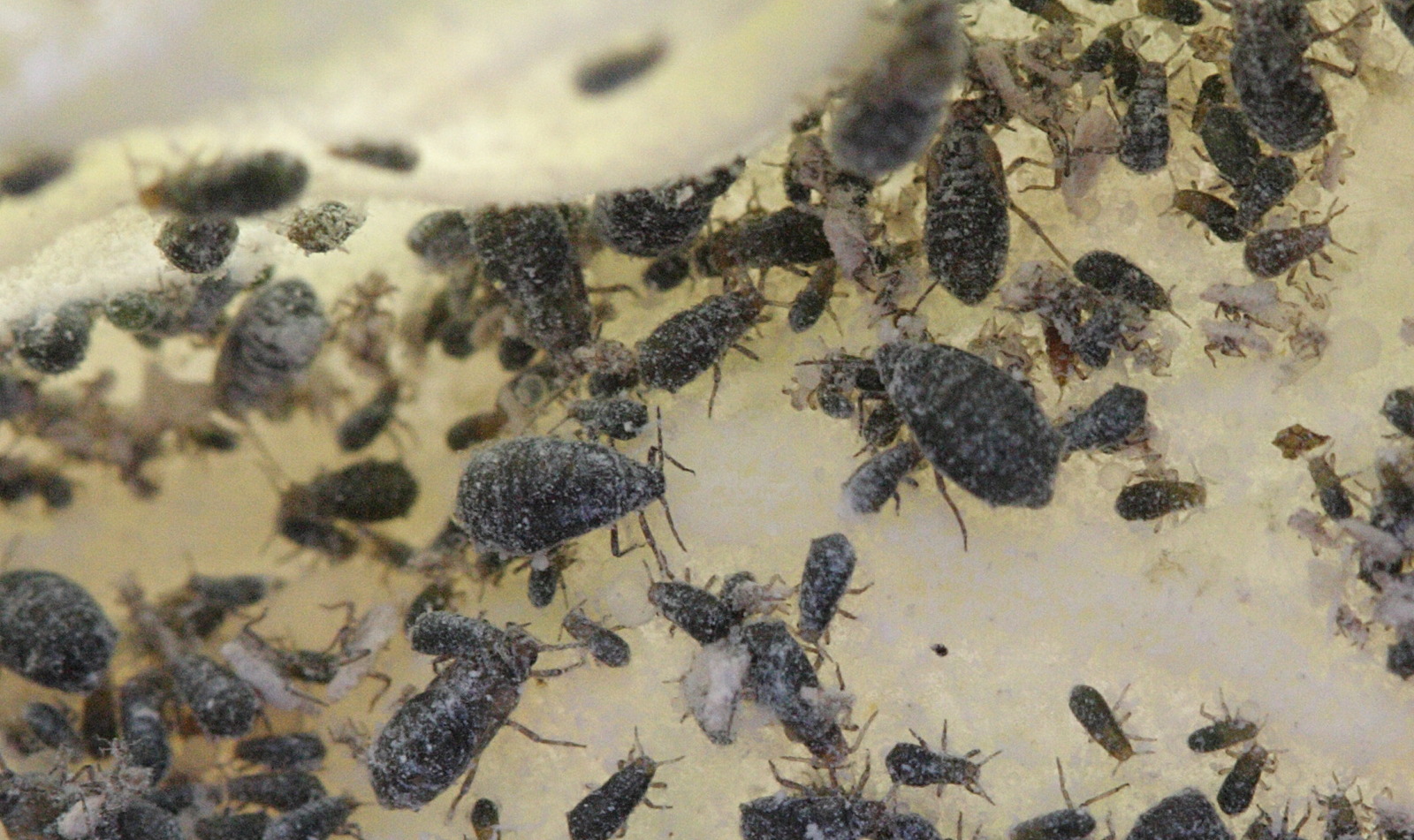 eriosoma_lanuginosum2bd