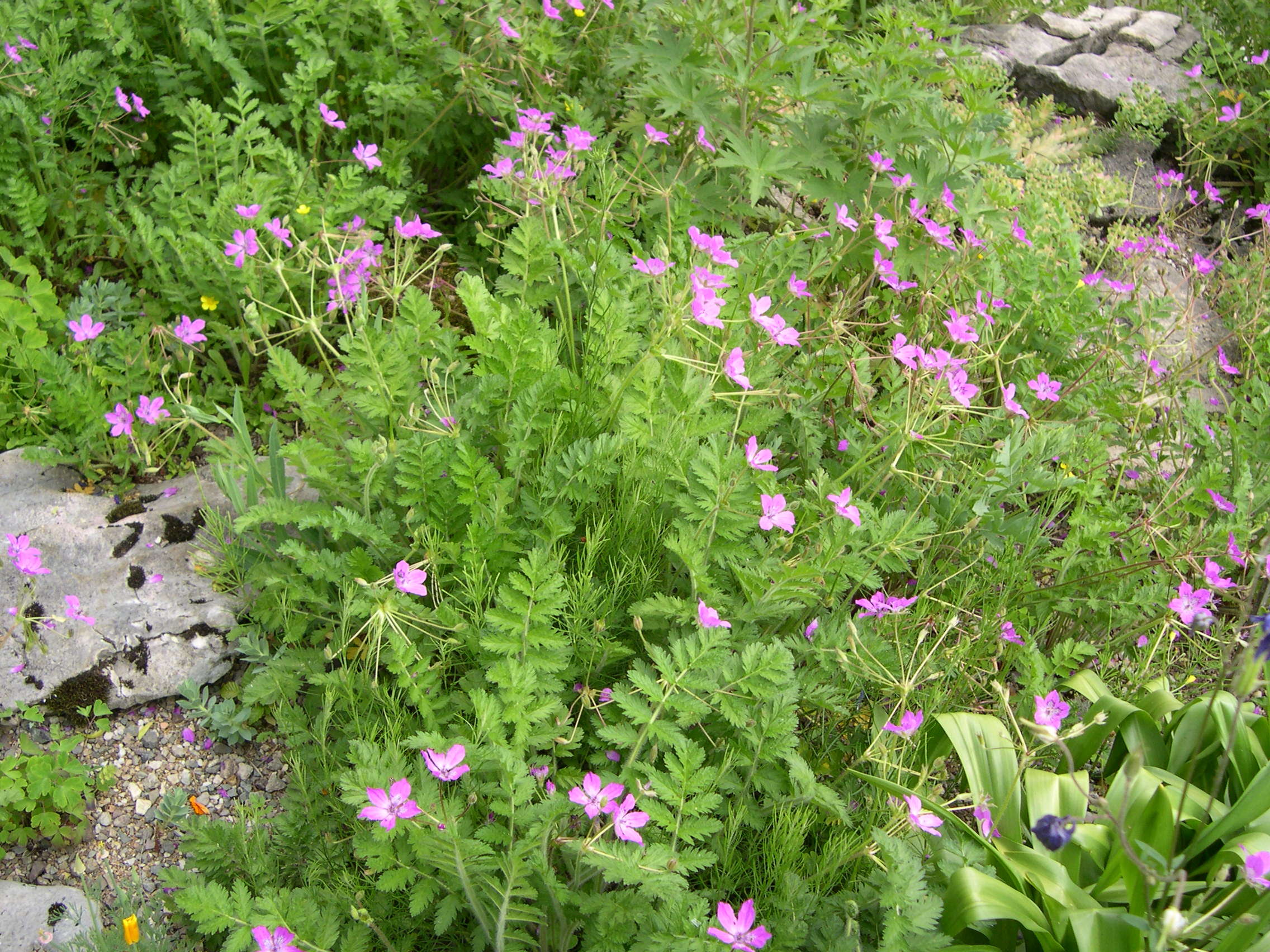 Afficher le média erodium_manescavii1amd erodium_manescavii1amd