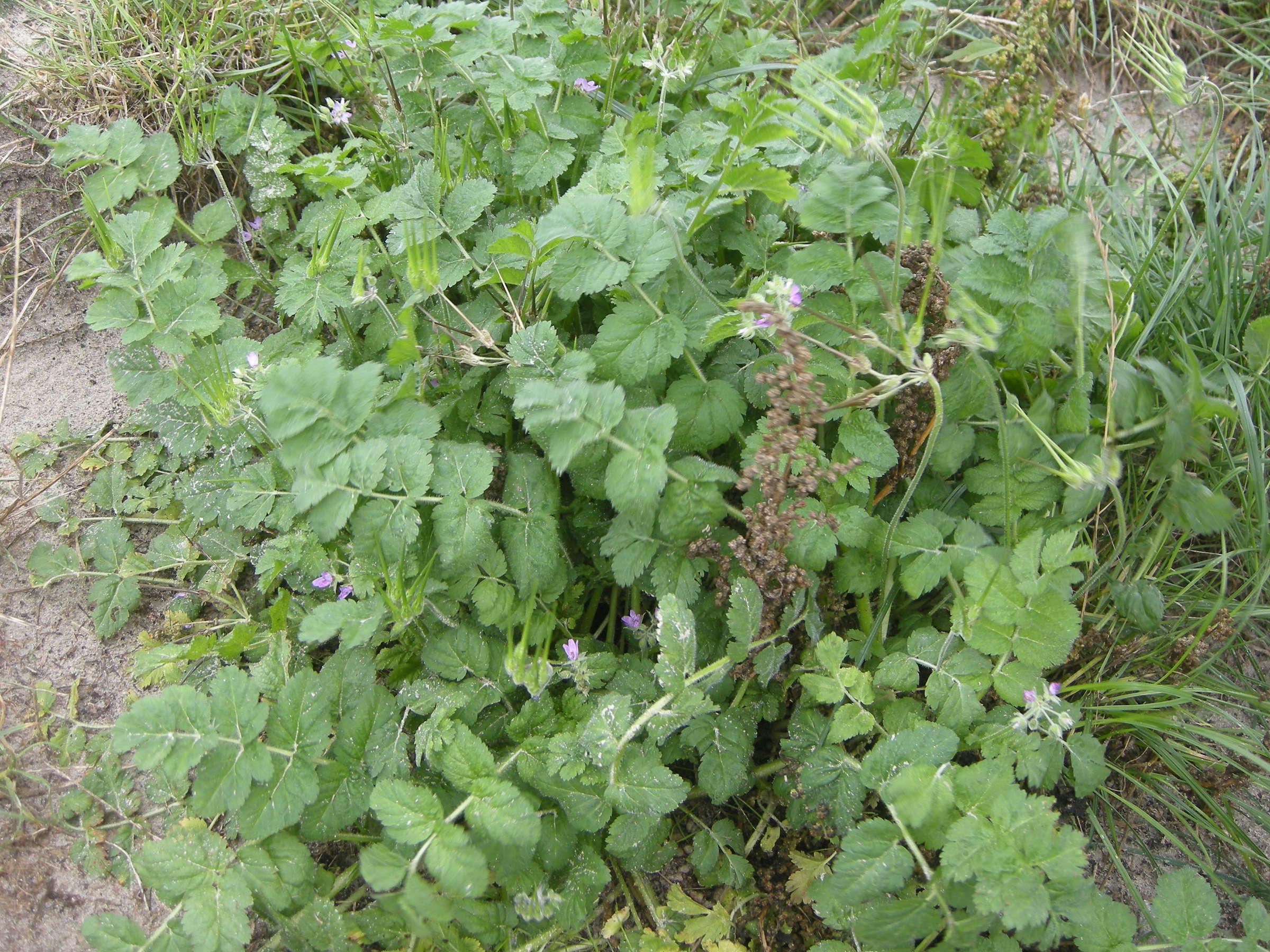 erodium_moschatum1md