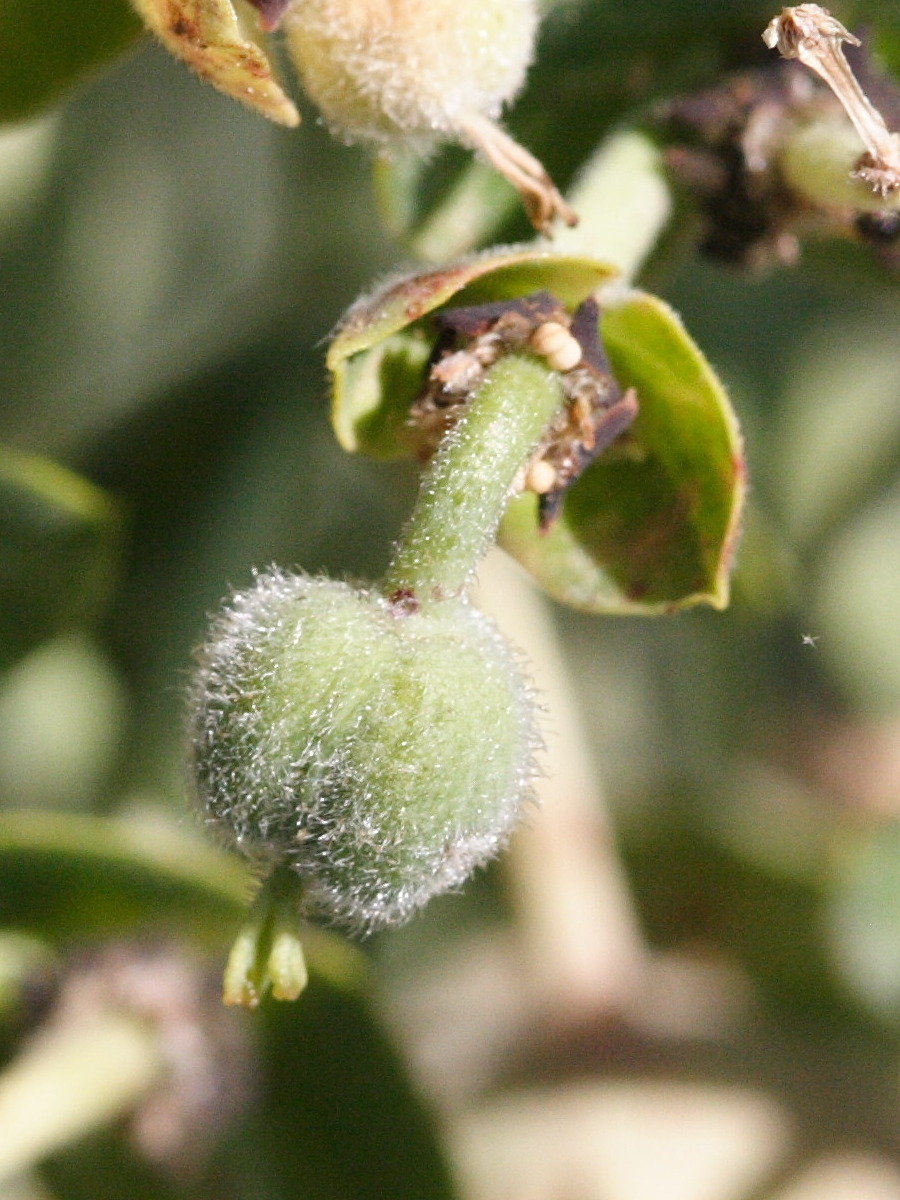 Afficher le média euphorbia_characias3md euphorbia_characias3md
