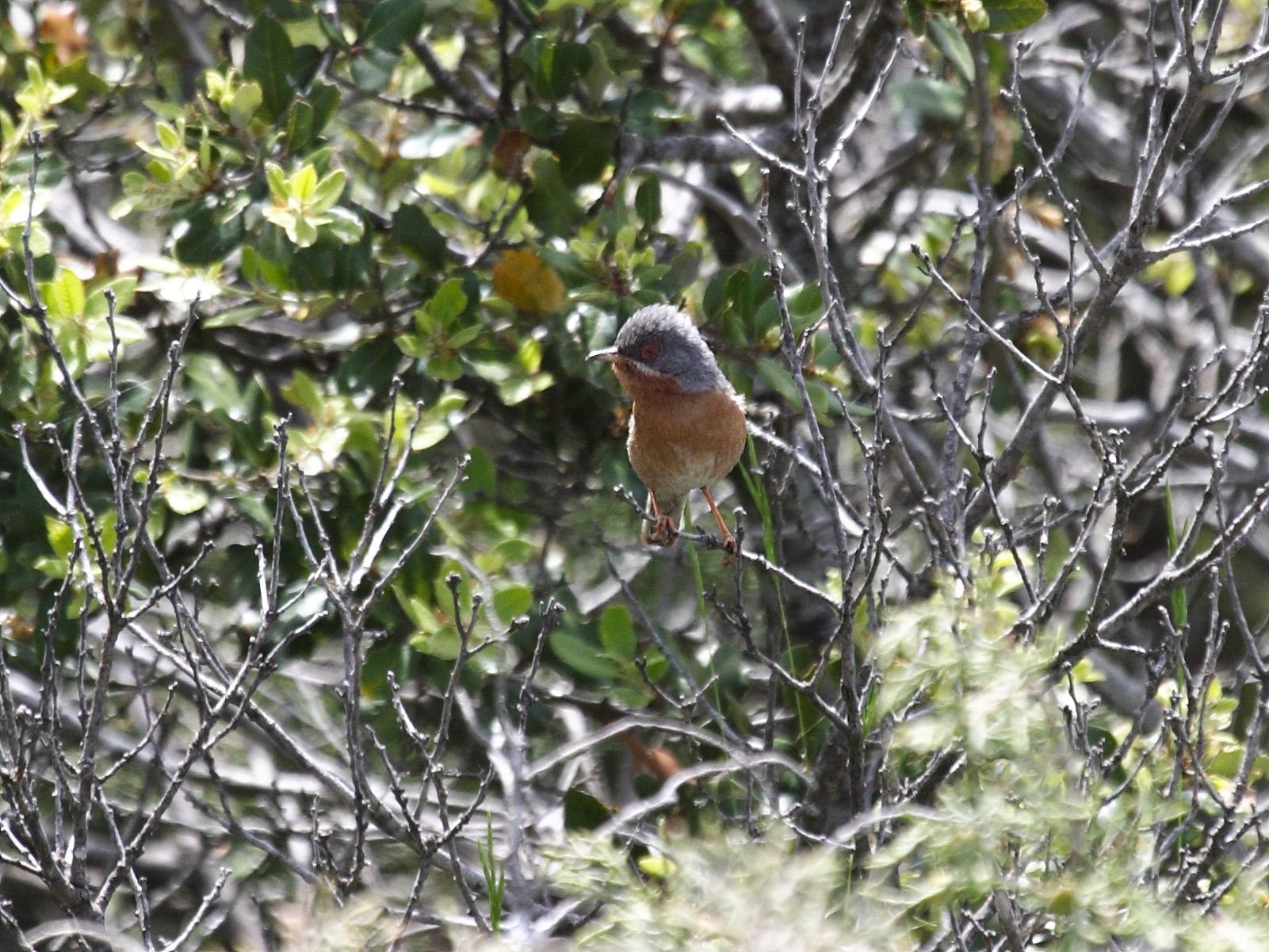 fauvette_passerinette_-_sylvia_cantillans1bd