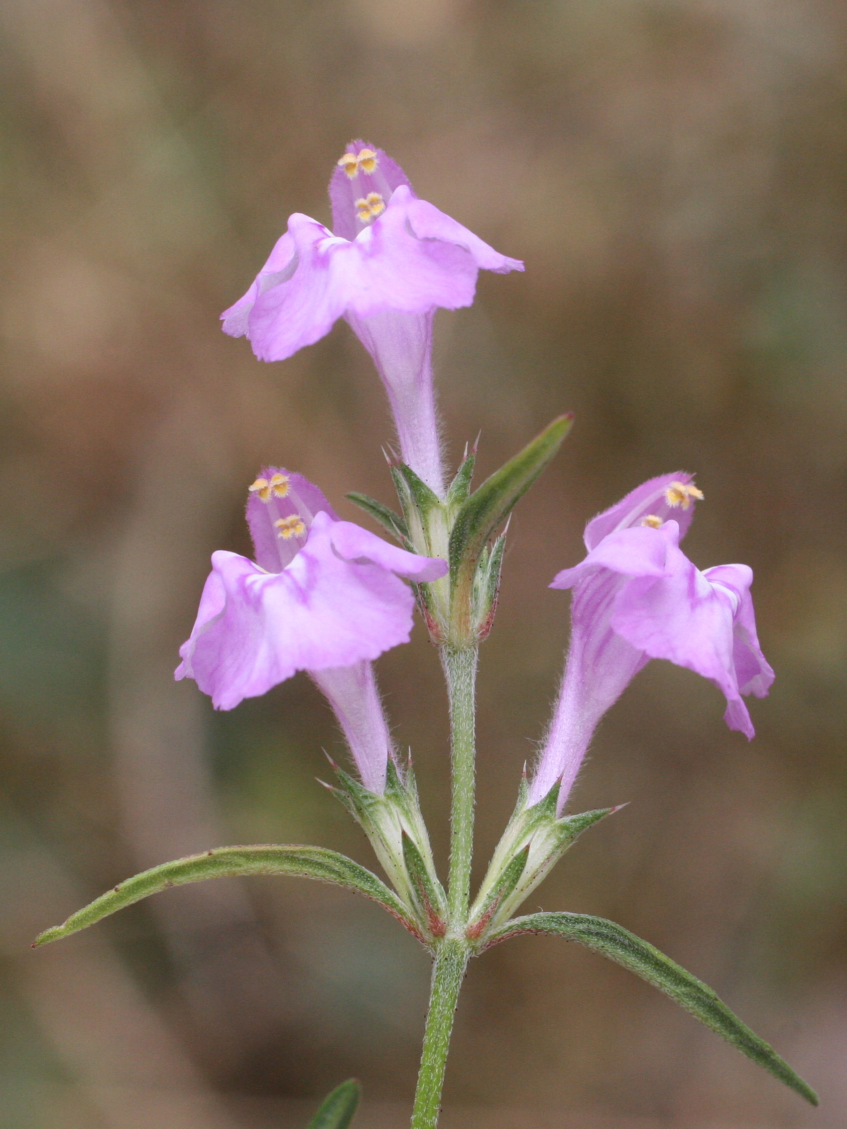 galeopsis_angustifolia3md