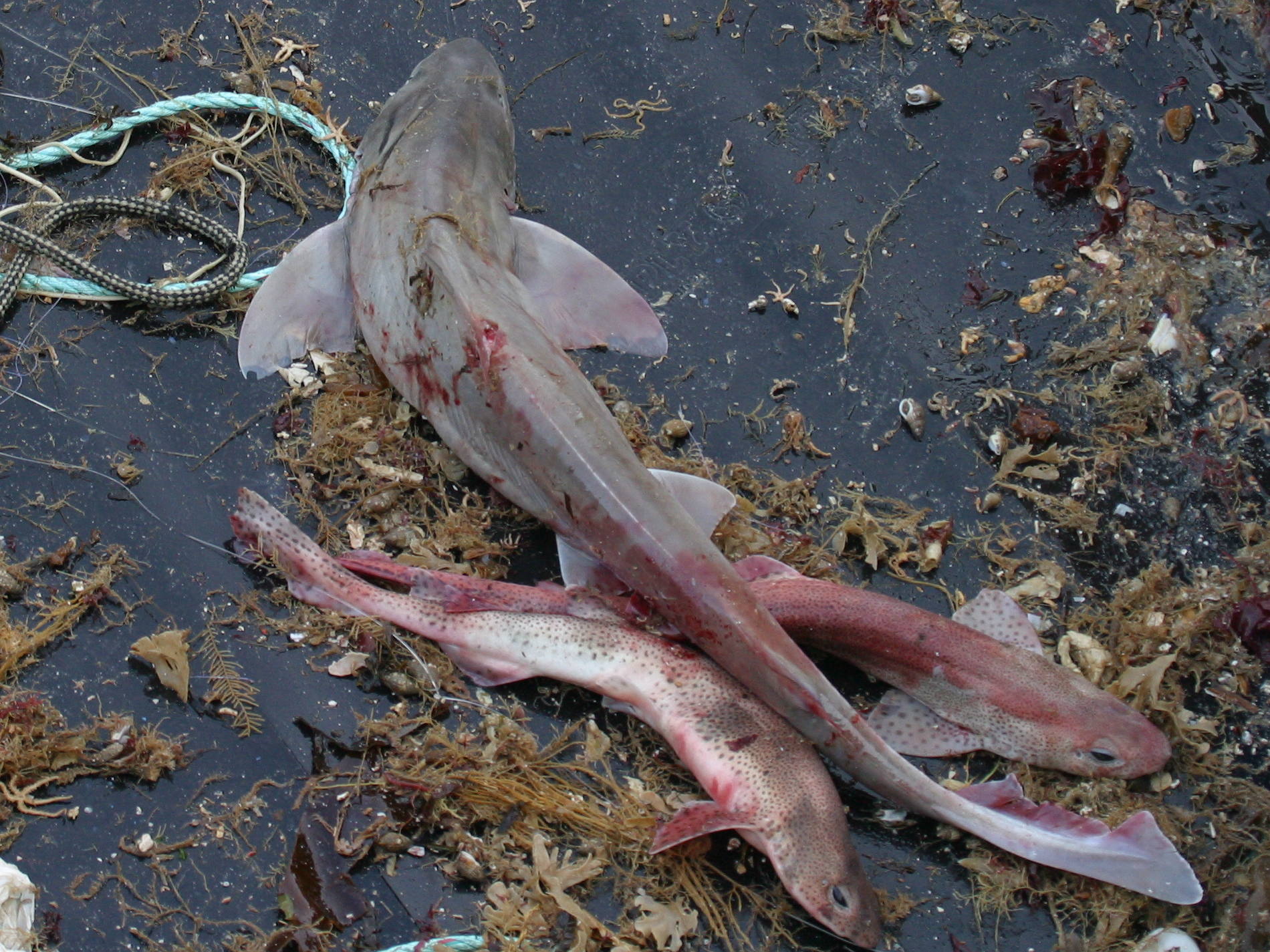 galeorhinus_galeus2bd