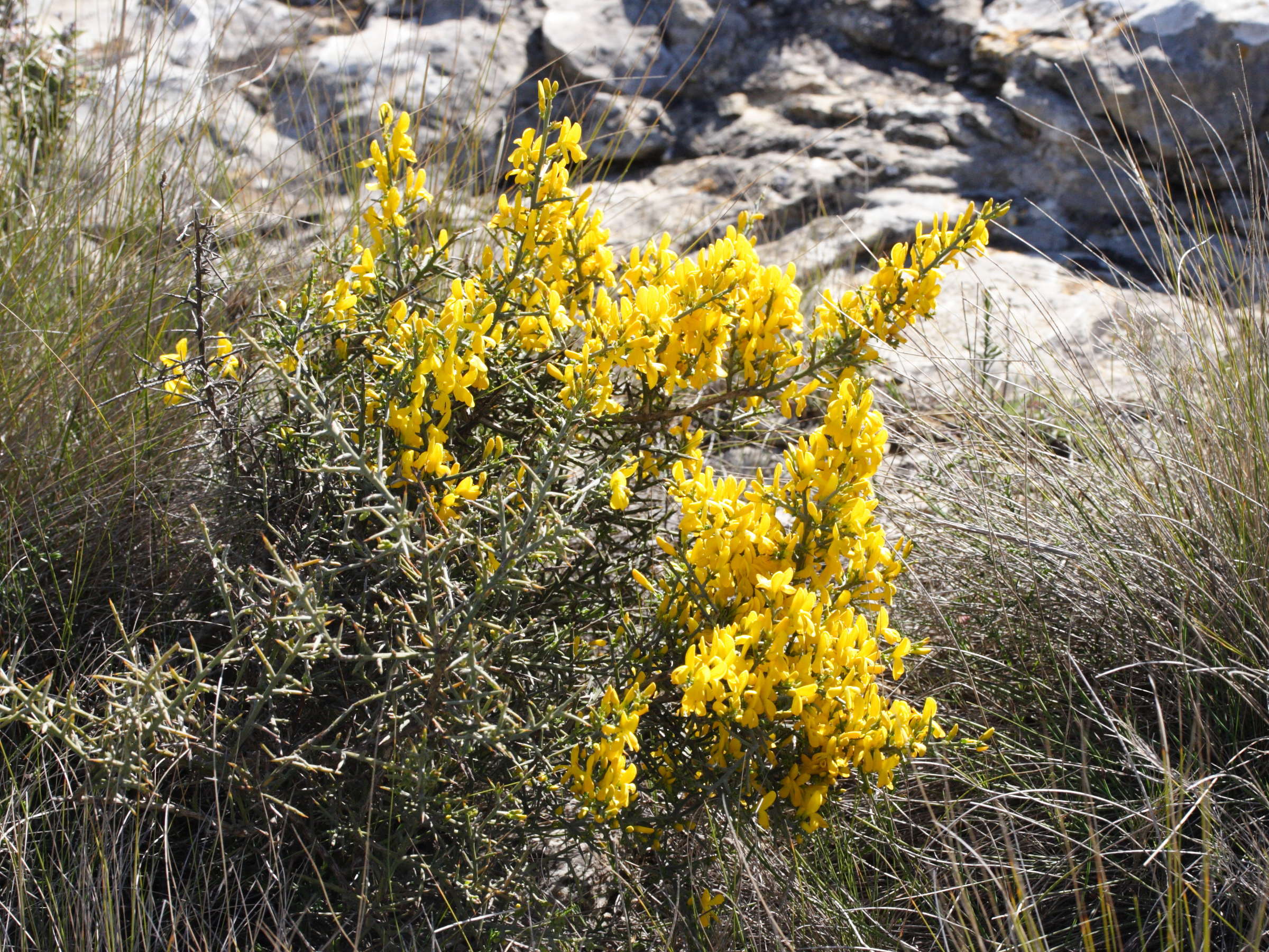 genista_scorpius1bmd