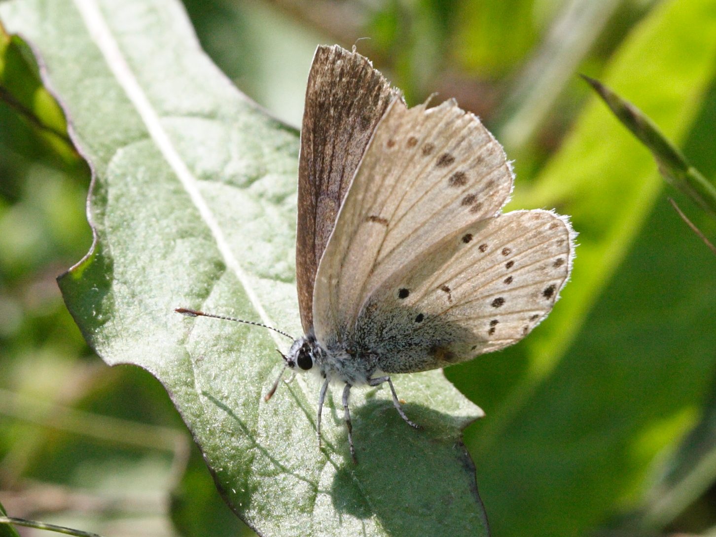 glaucopsyche_melanops4md