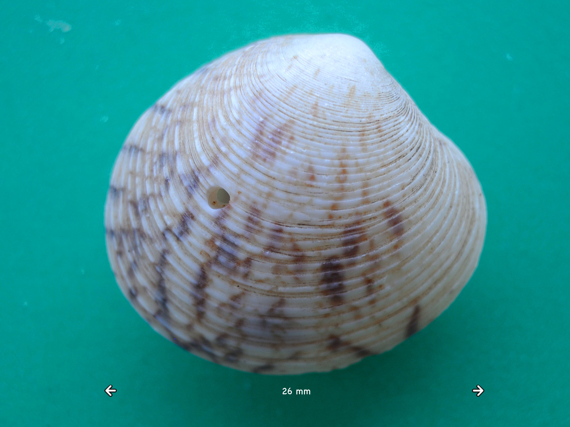 globivenus_toreuma1md