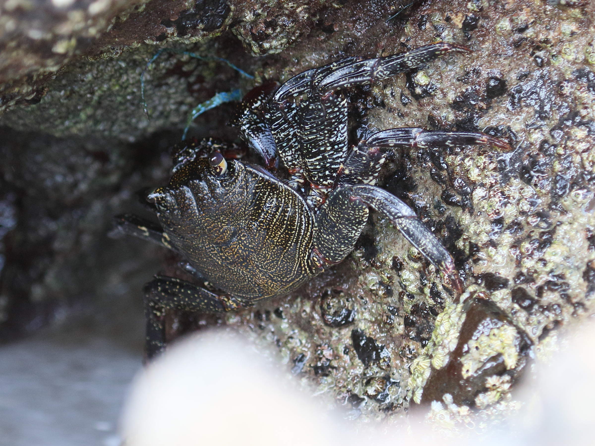 Grapsus_adscensionis