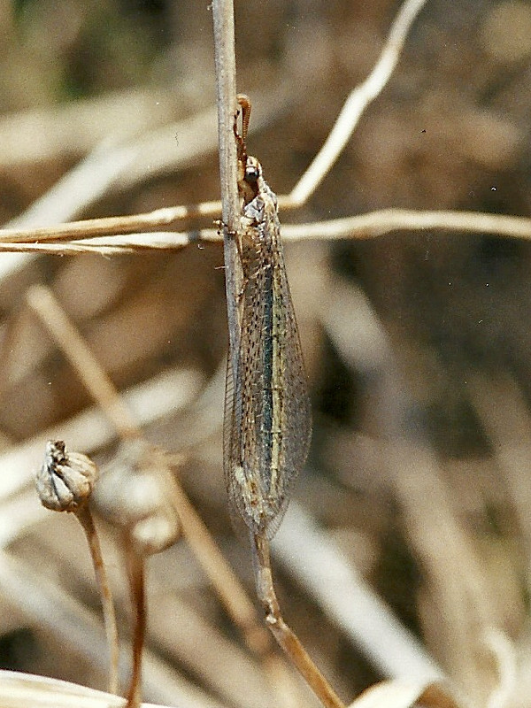 Afficher le média gymnocnemia_variegata1md gymnocnemia_variegata1md