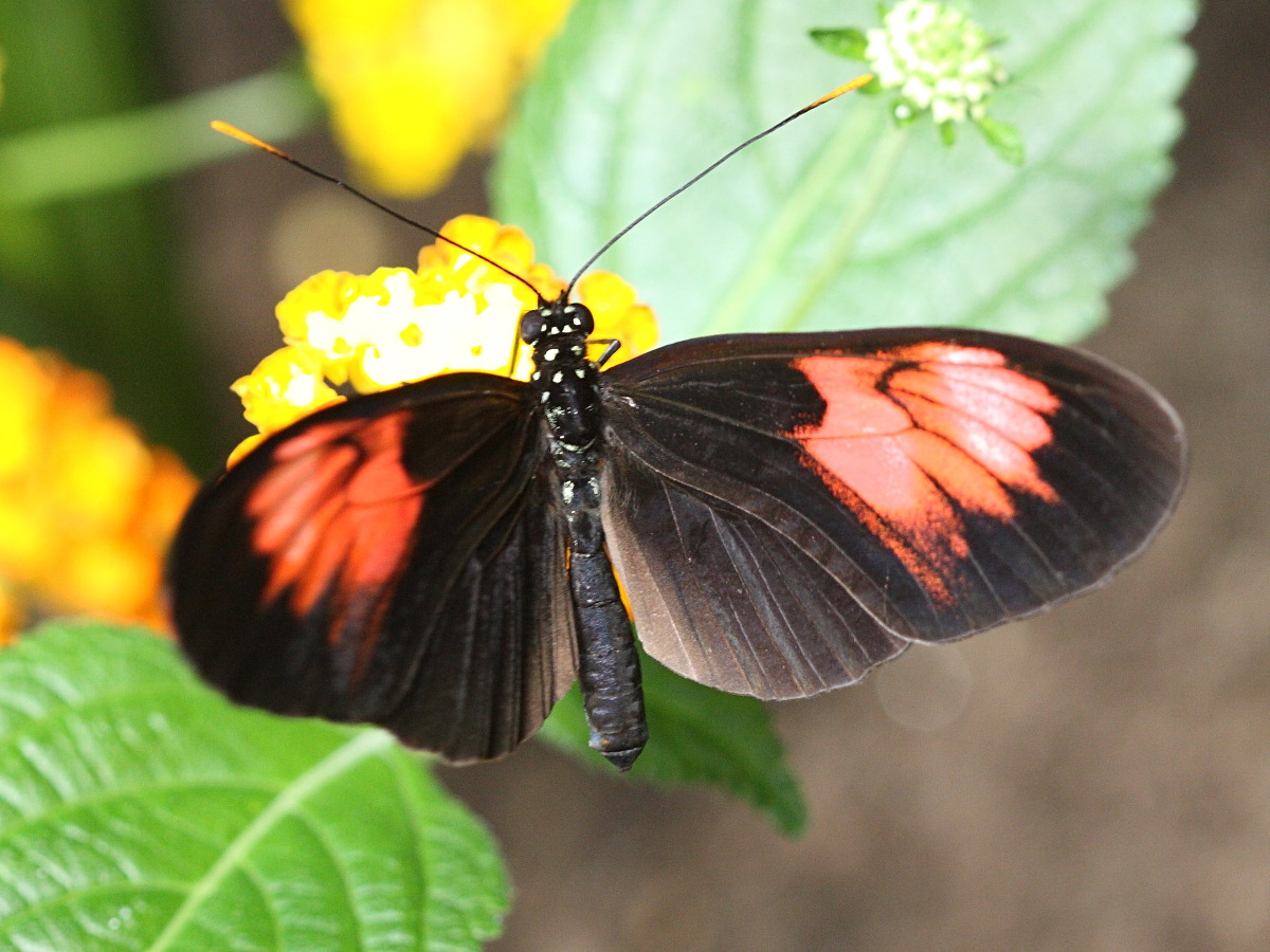 Afficher le média heliconius_melpomene_euryades1bd heliconius_melpomene_euryades1bd