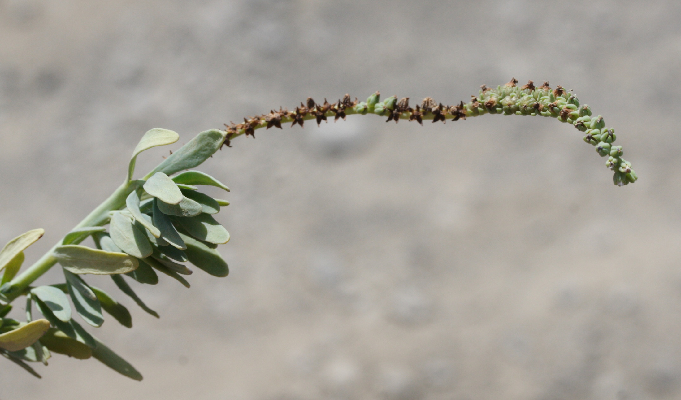 heliotropium_curassavicum4md