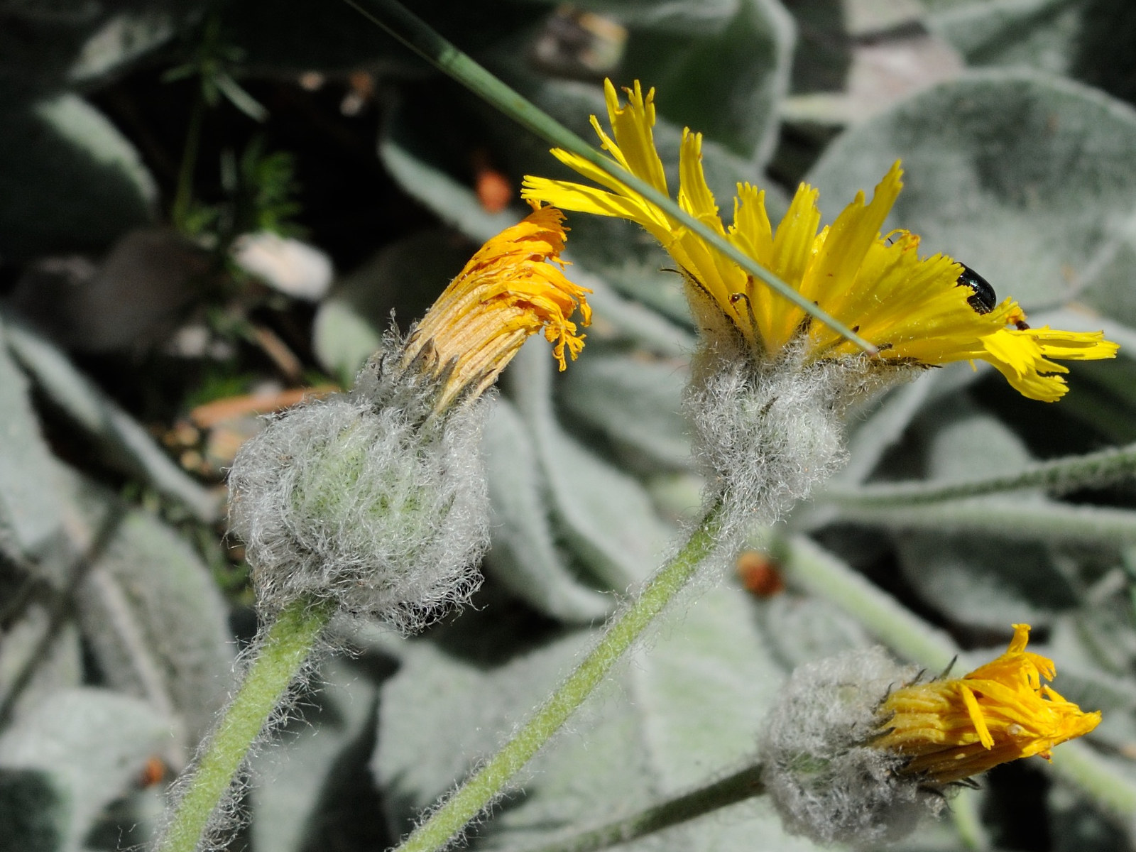 hieracium_tomentosum2md
