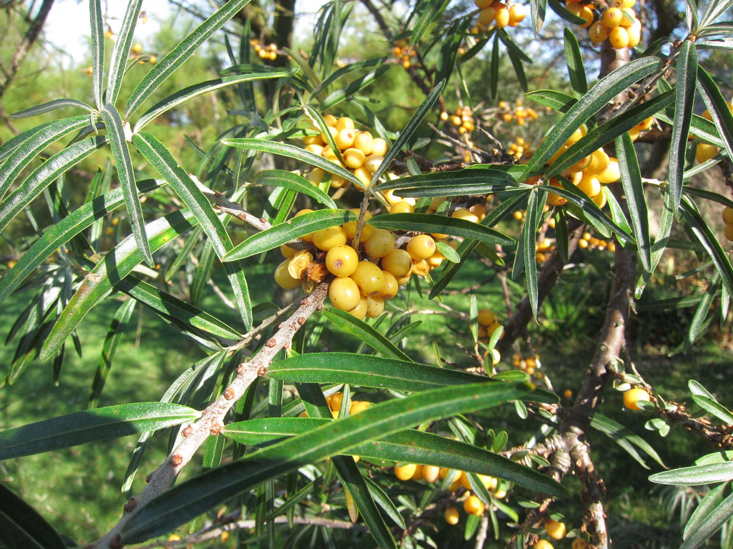 hippophae_rhamnoides10bd