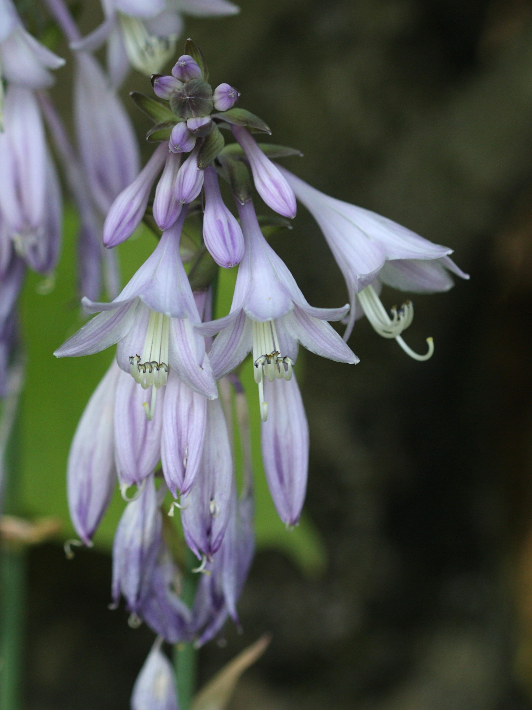 hosta_sieboldiana1sd