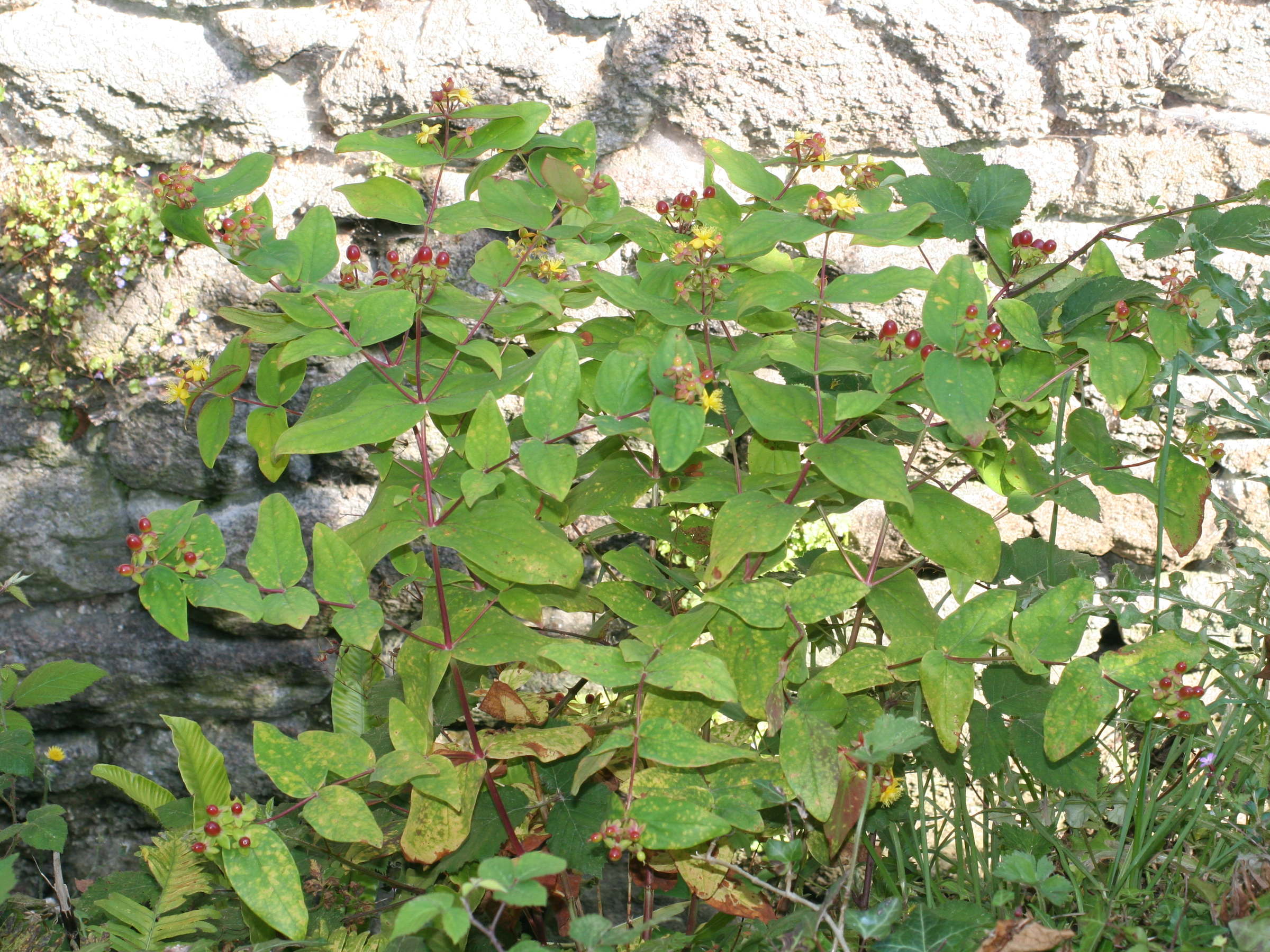 Afficher le média hypericum_androsaemum1md hypericum_androsaemum1md