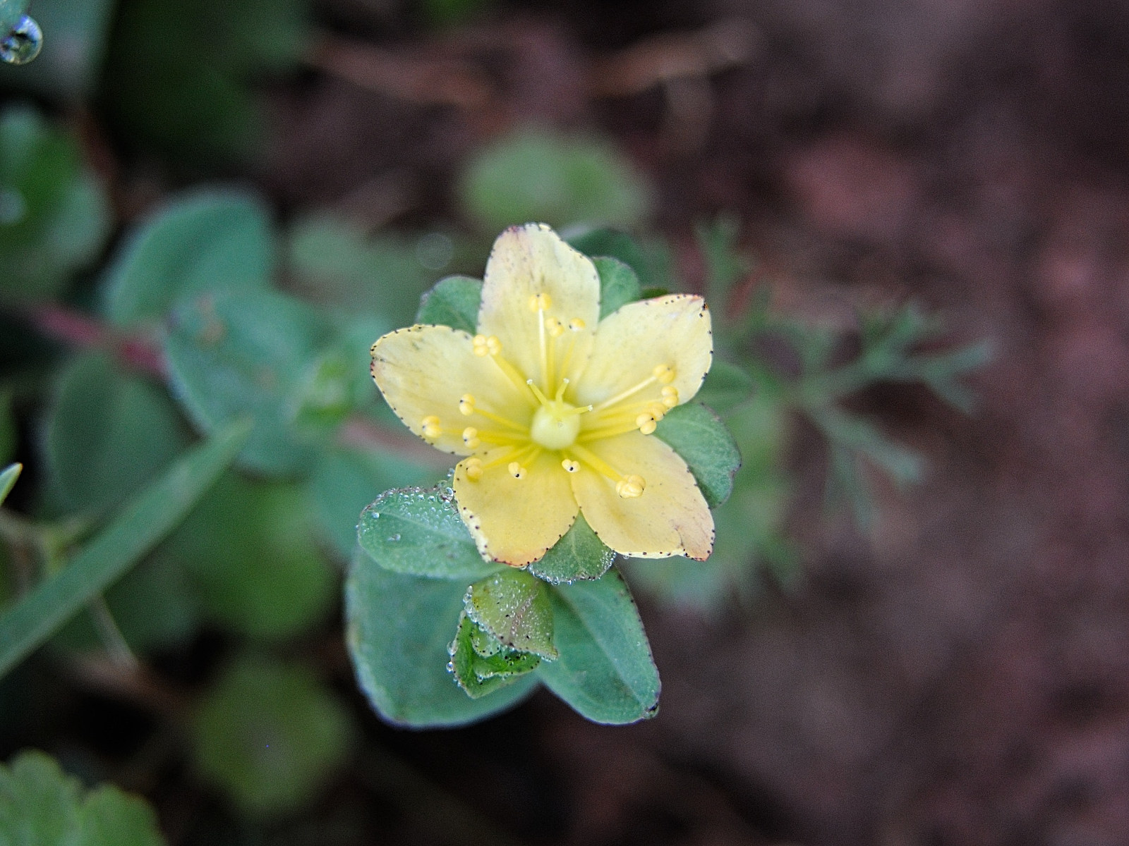 Afficher le média hypericum_bojerianum1md hypericum_bojerianum1md