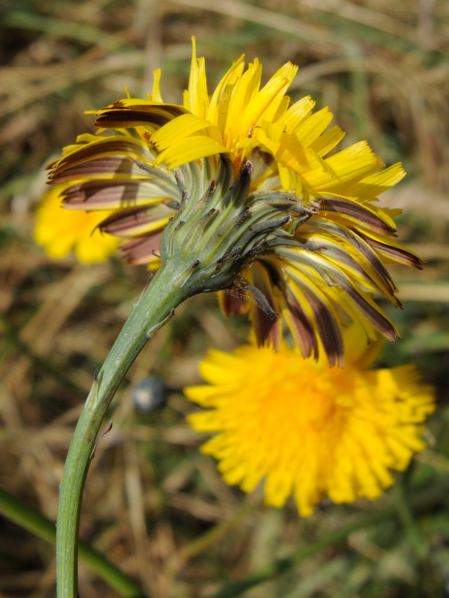 Afficher le média hypochaeris_radicata3md hypochaeris_radicata3md