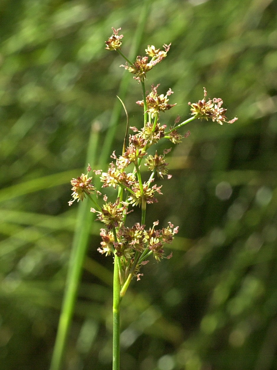 juncus_acutiflorus3md