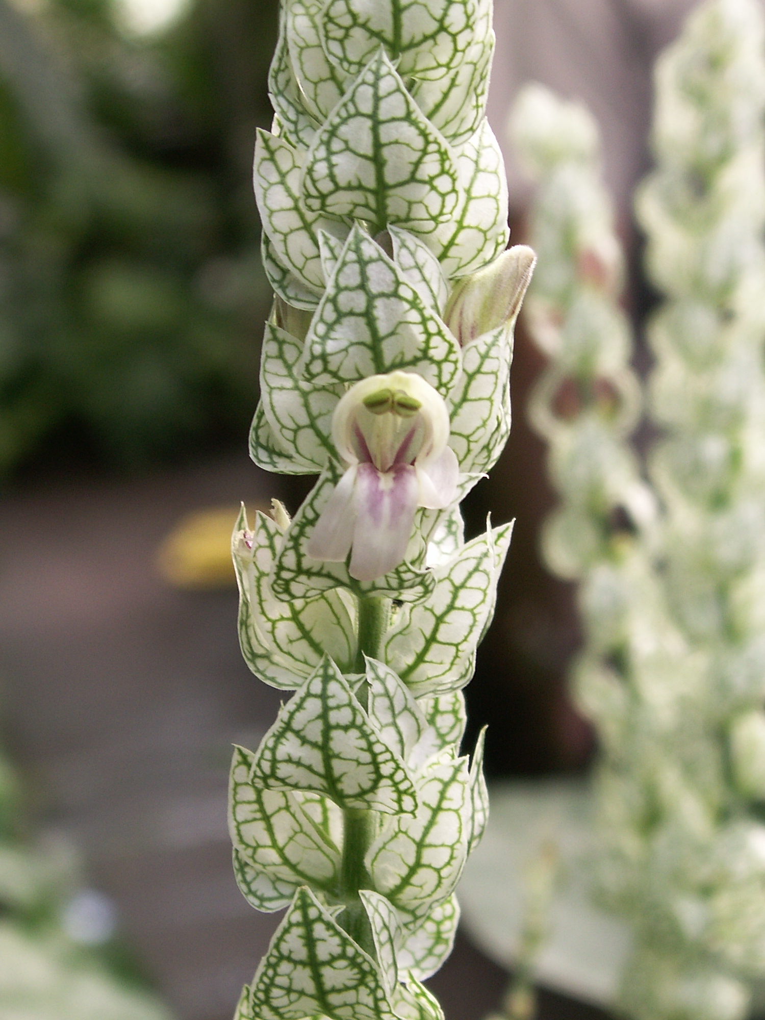 justicia_betonica1bd