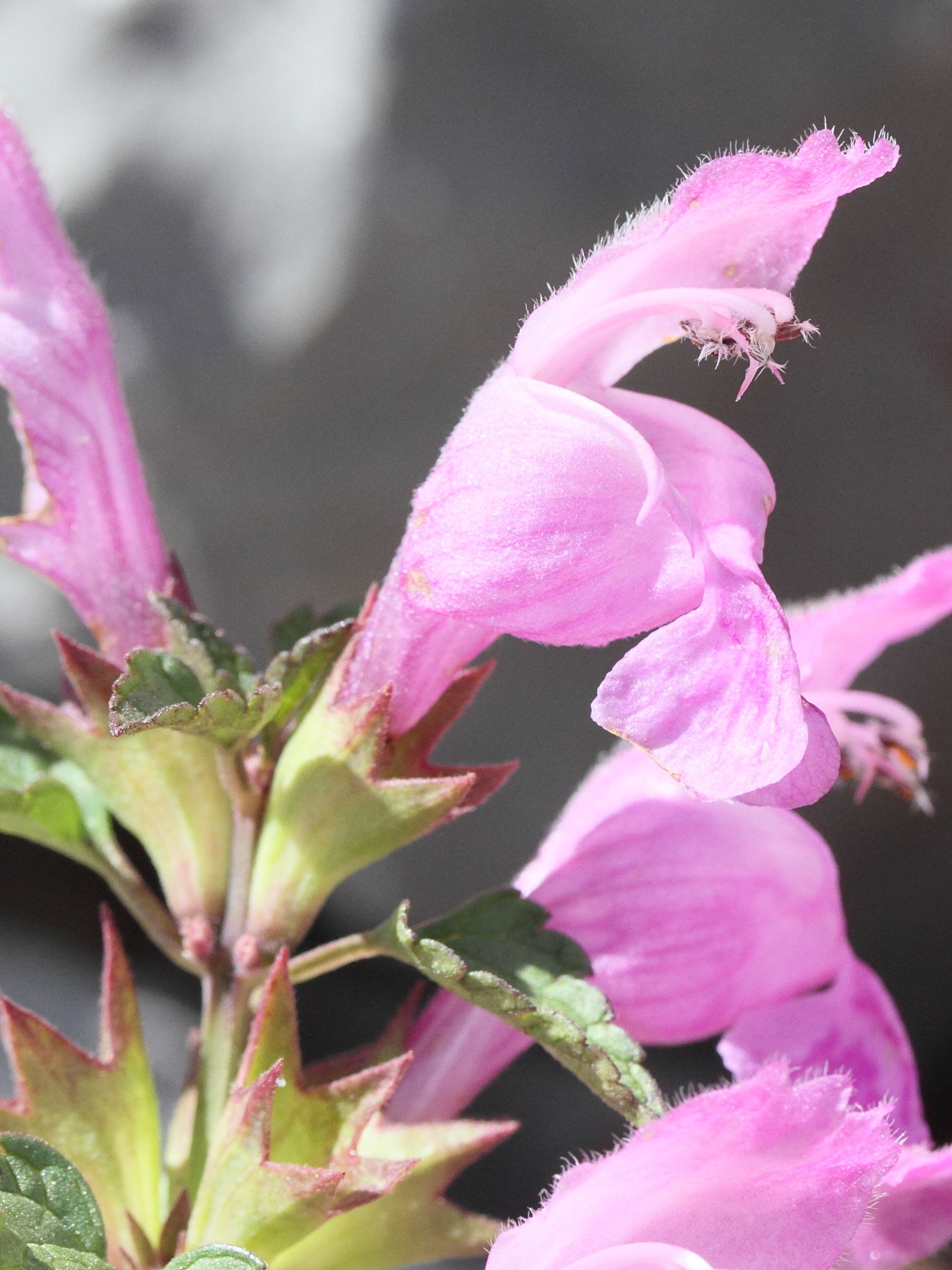 Afficher le média lamium_garganicum_garganicum3md lamium_garganicum_garganicum3md