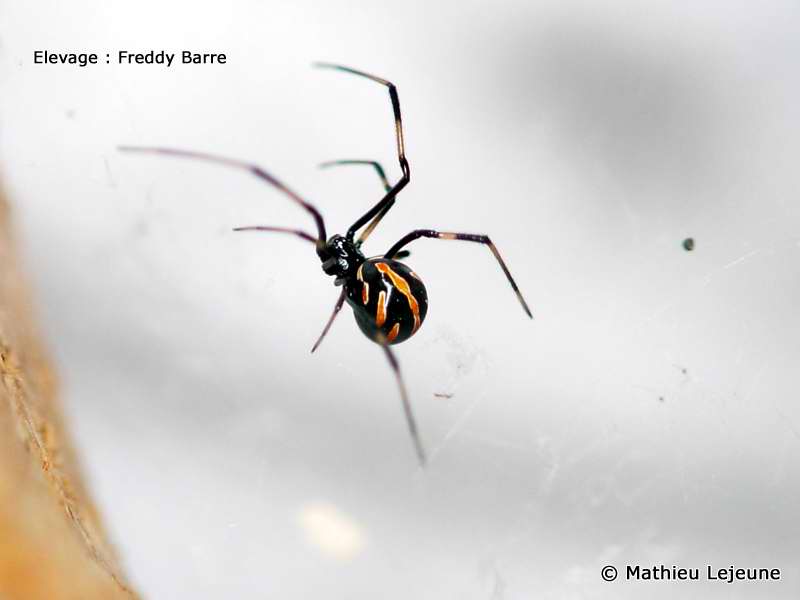 latrodectus_variolus1ml