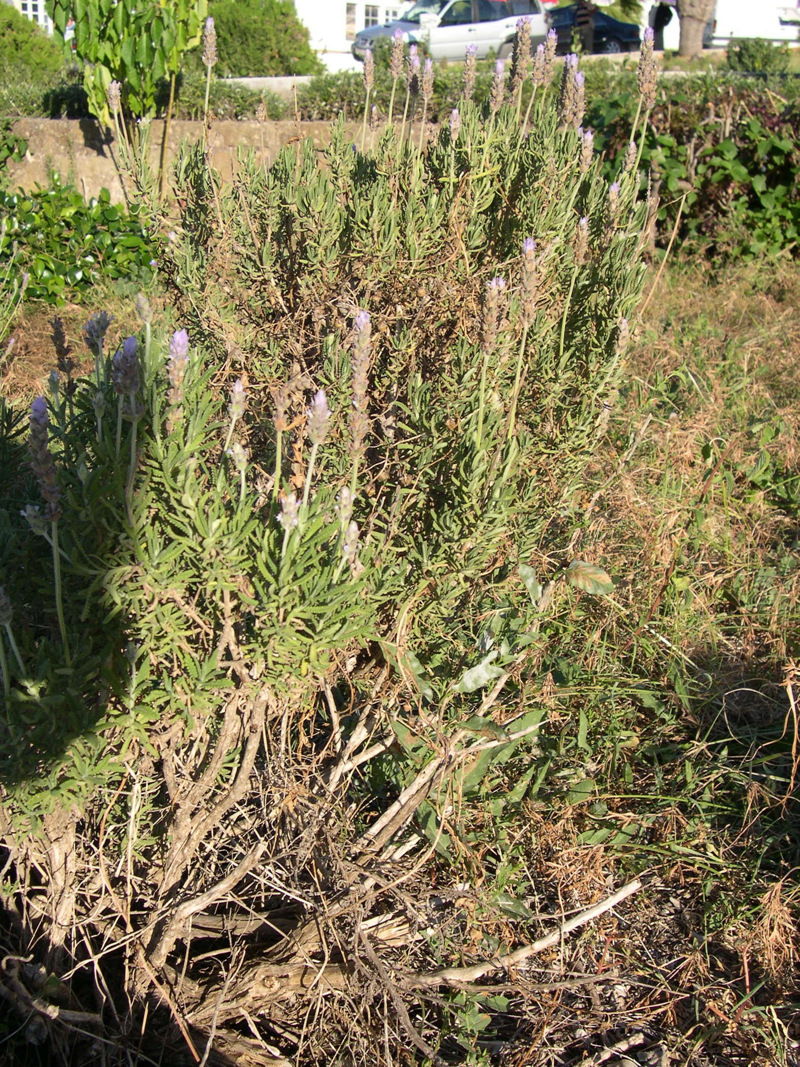 lavandula_dentata3md