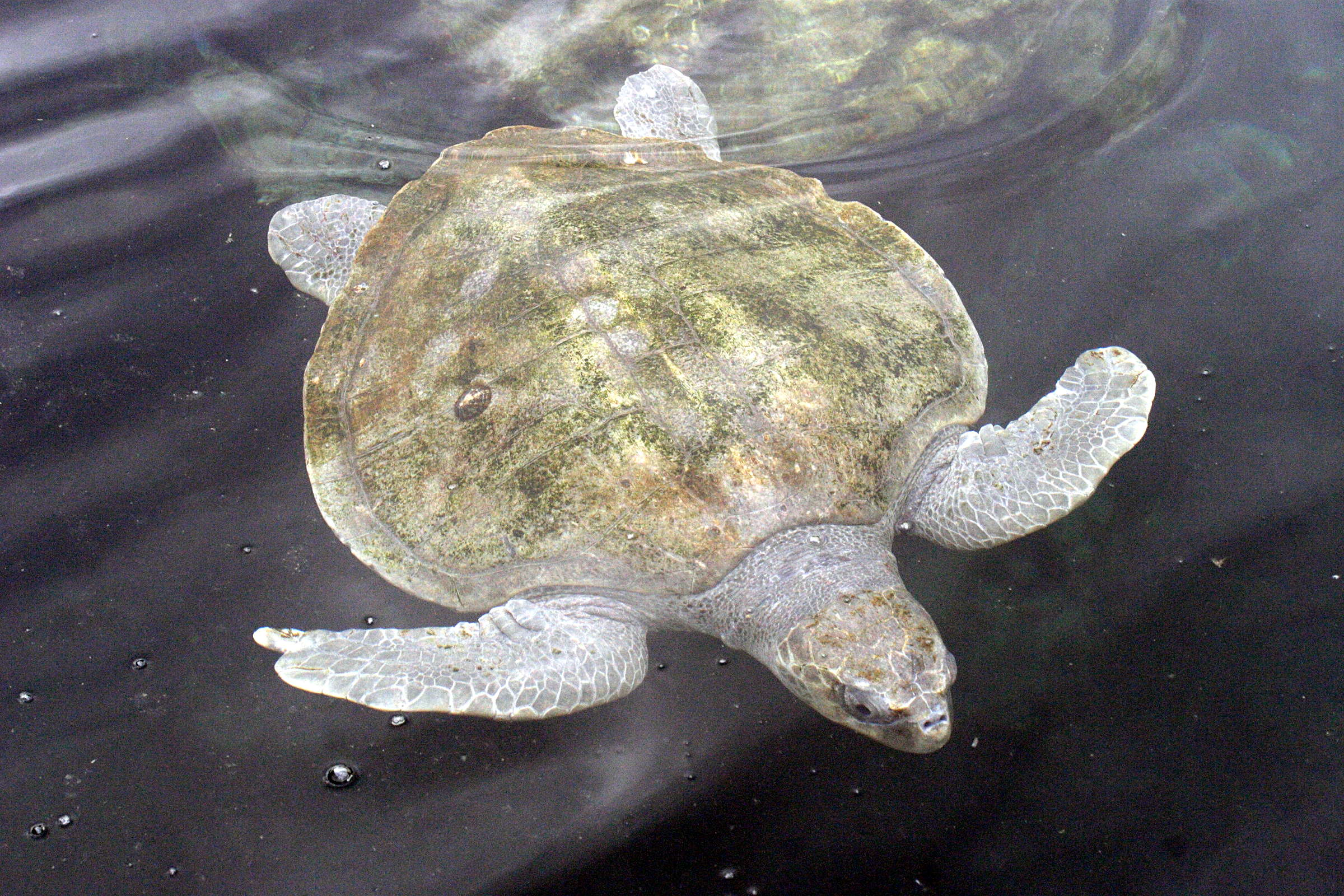 lepidochelys_olivacea1md